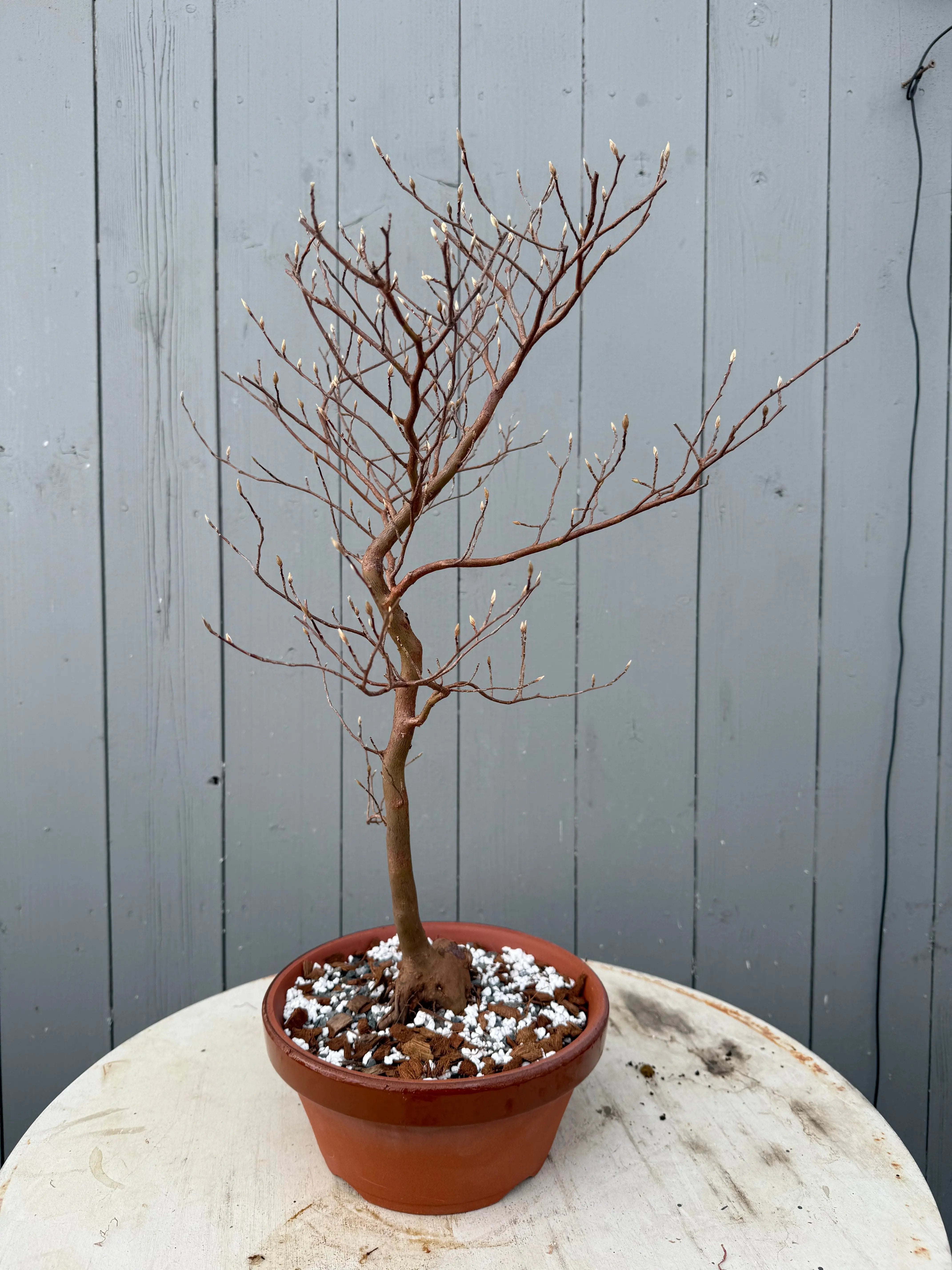 Stewartia monadelpha Canada Bonsai