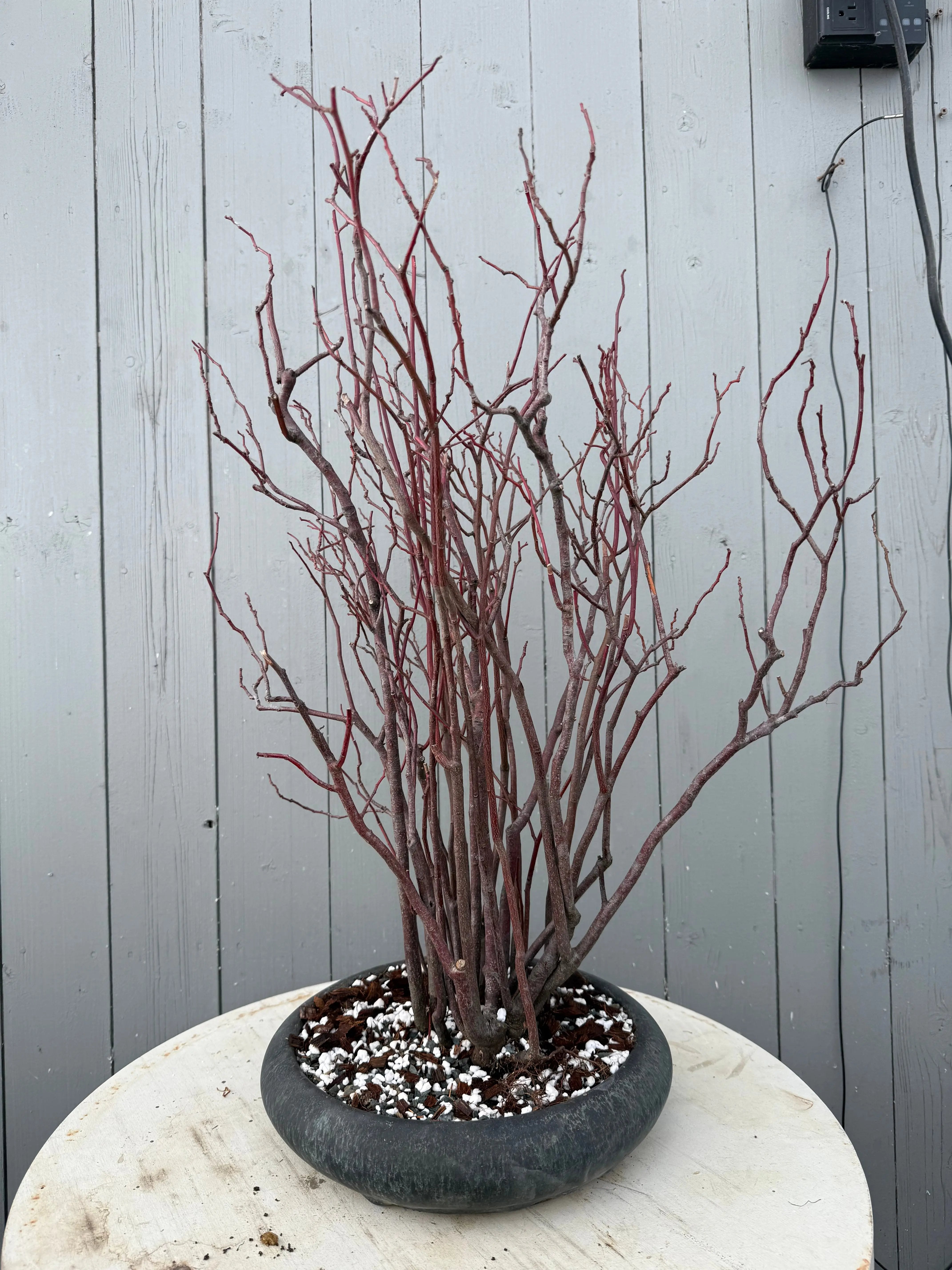 Itea japonica Canada Bonsai