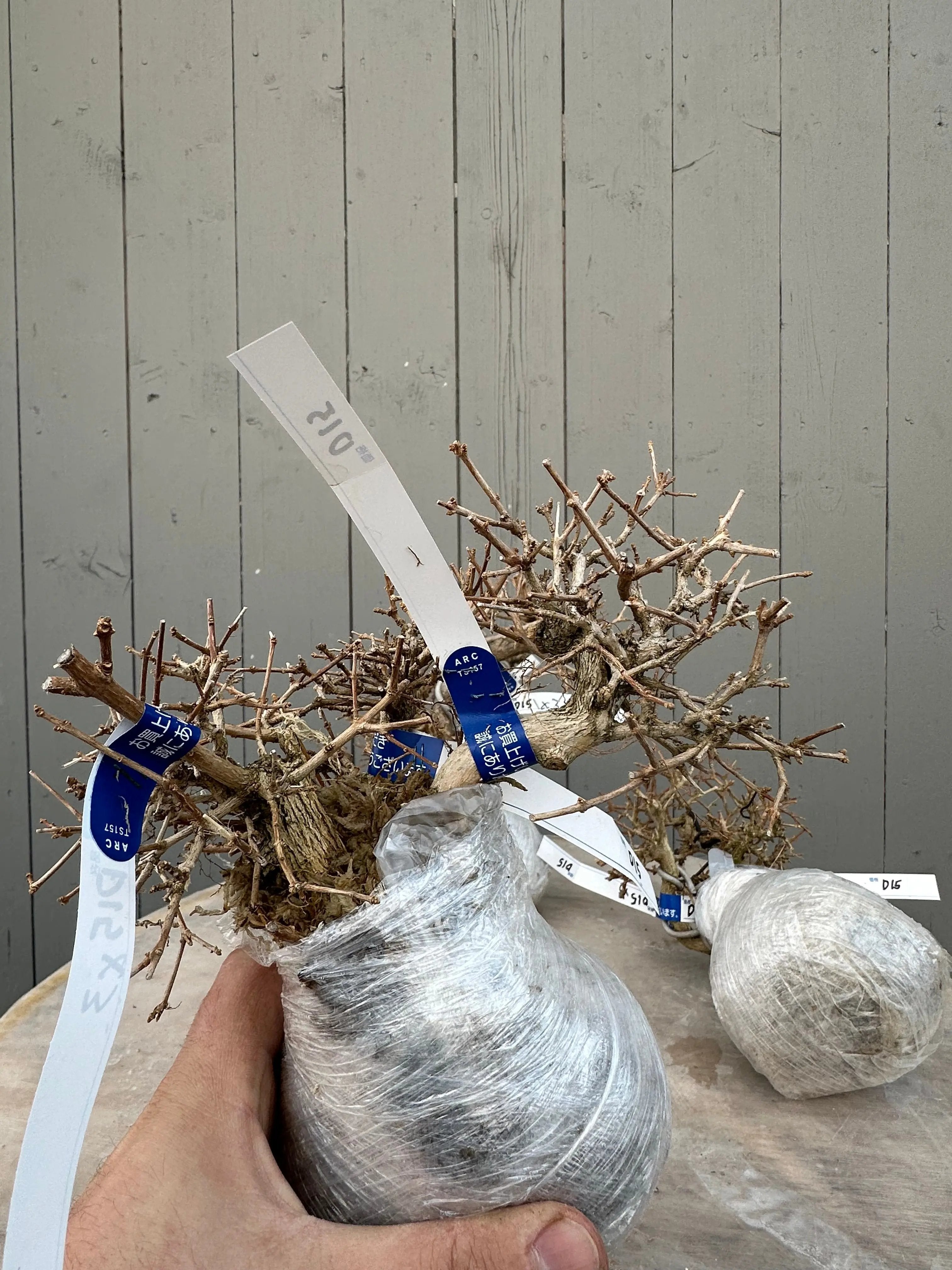 Premna japonica Canada Bonsai