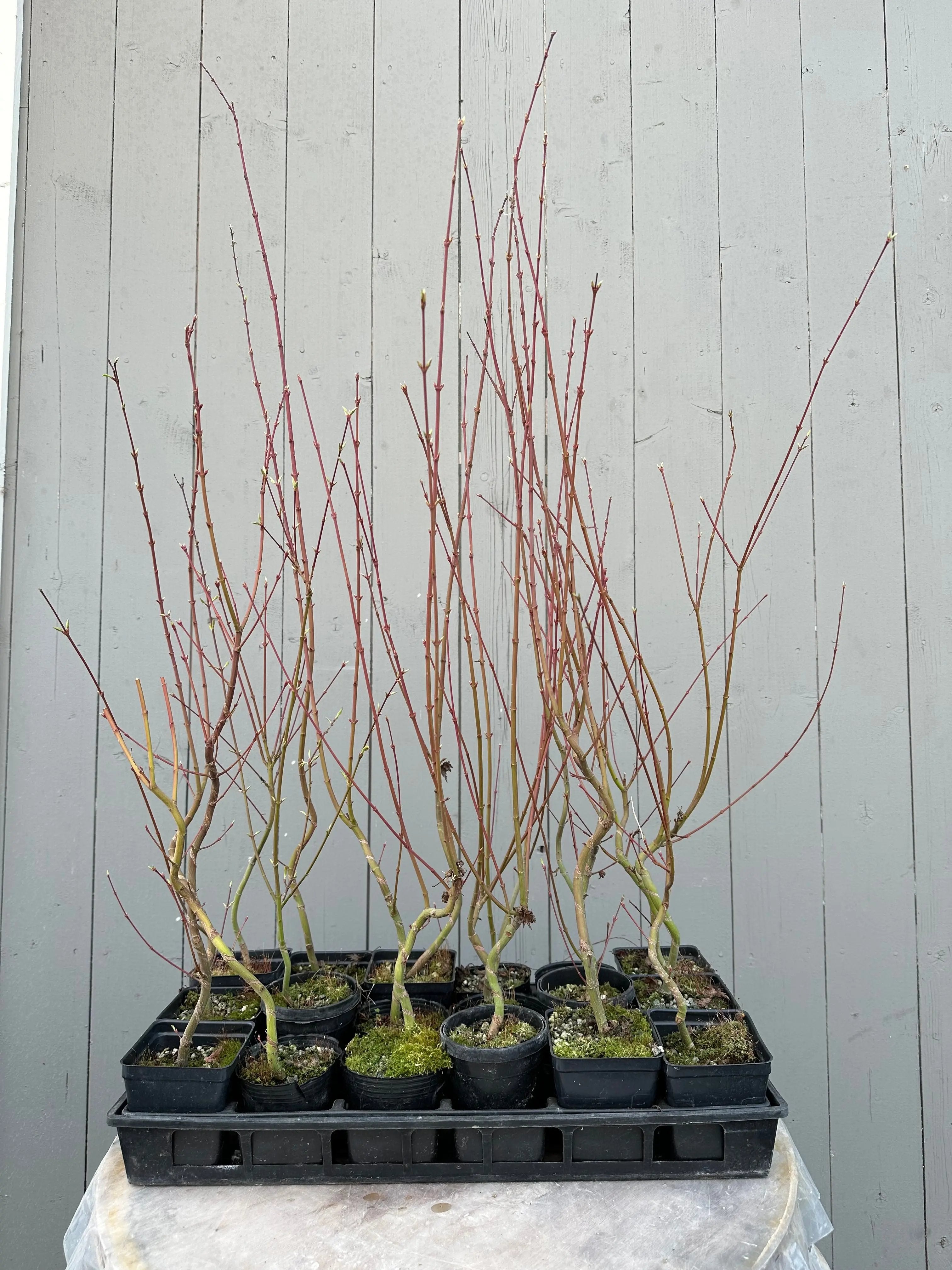 Acer palmatum 'Yves' Select' Canada Bonsai