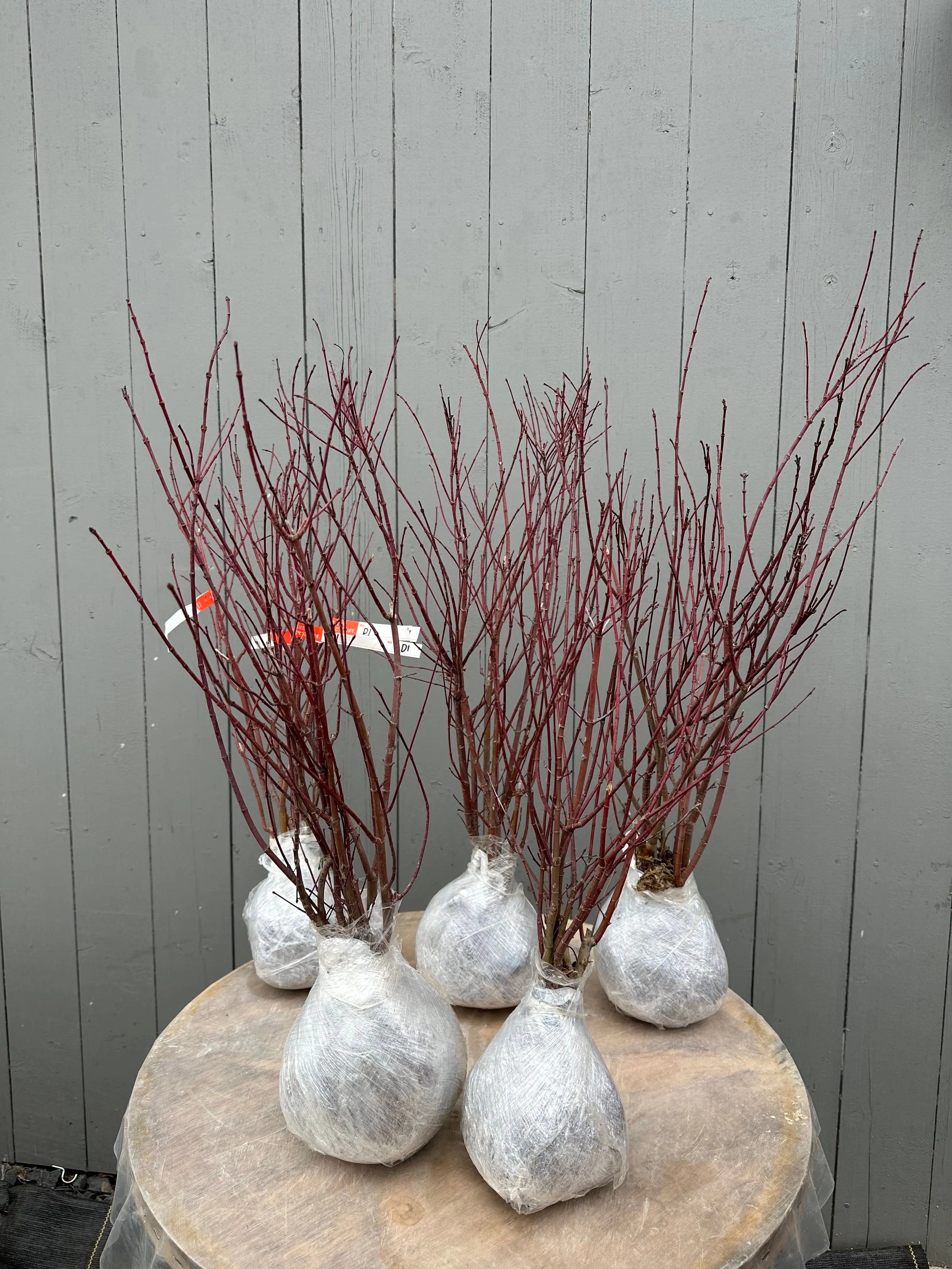 Acer palmatum 'Deshojo' Canada Bonsai