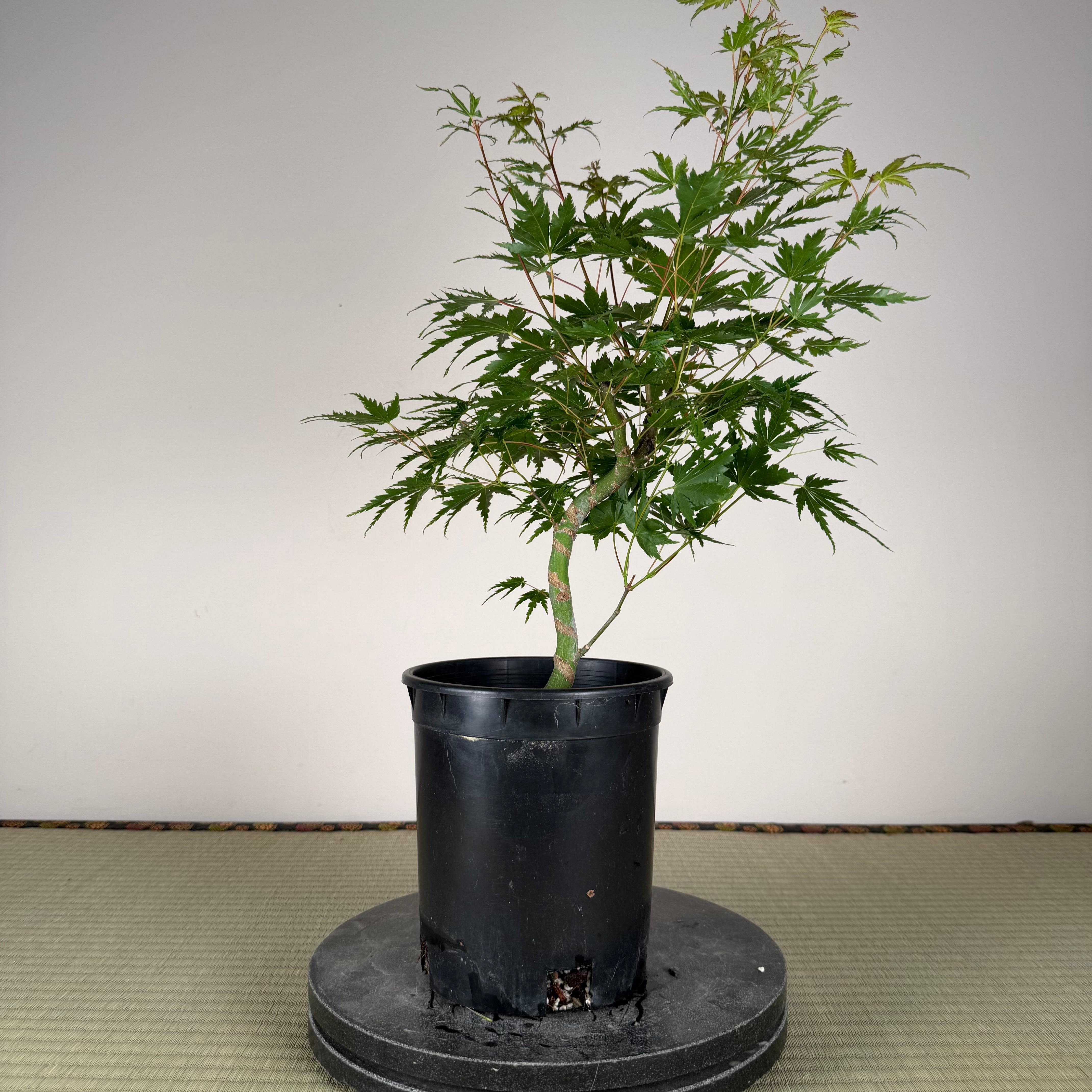 Acer palmatum 'Yves' Select' #5