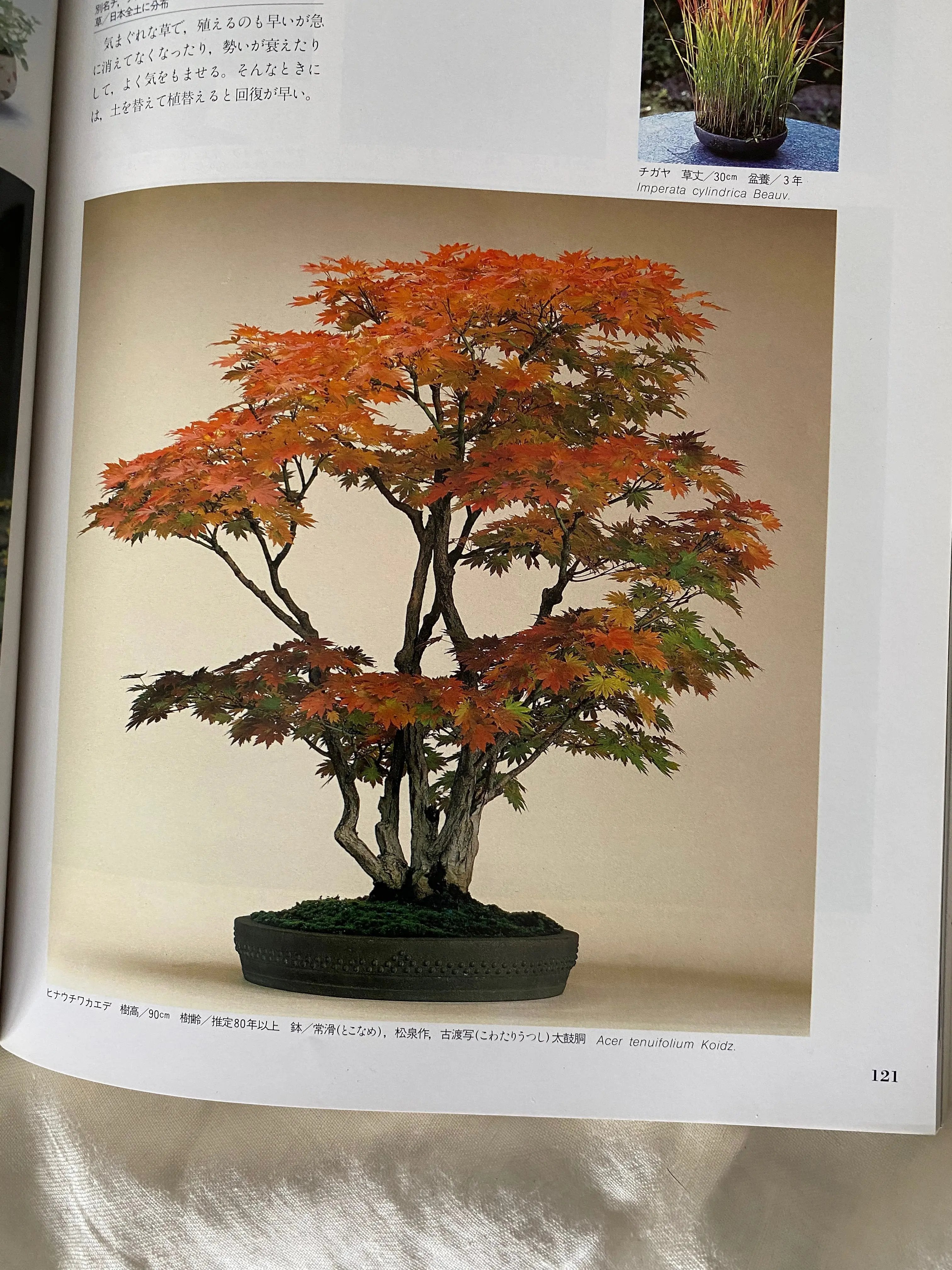 Acer tenuifolium 'Kohauchiwa' Canada Bonsai