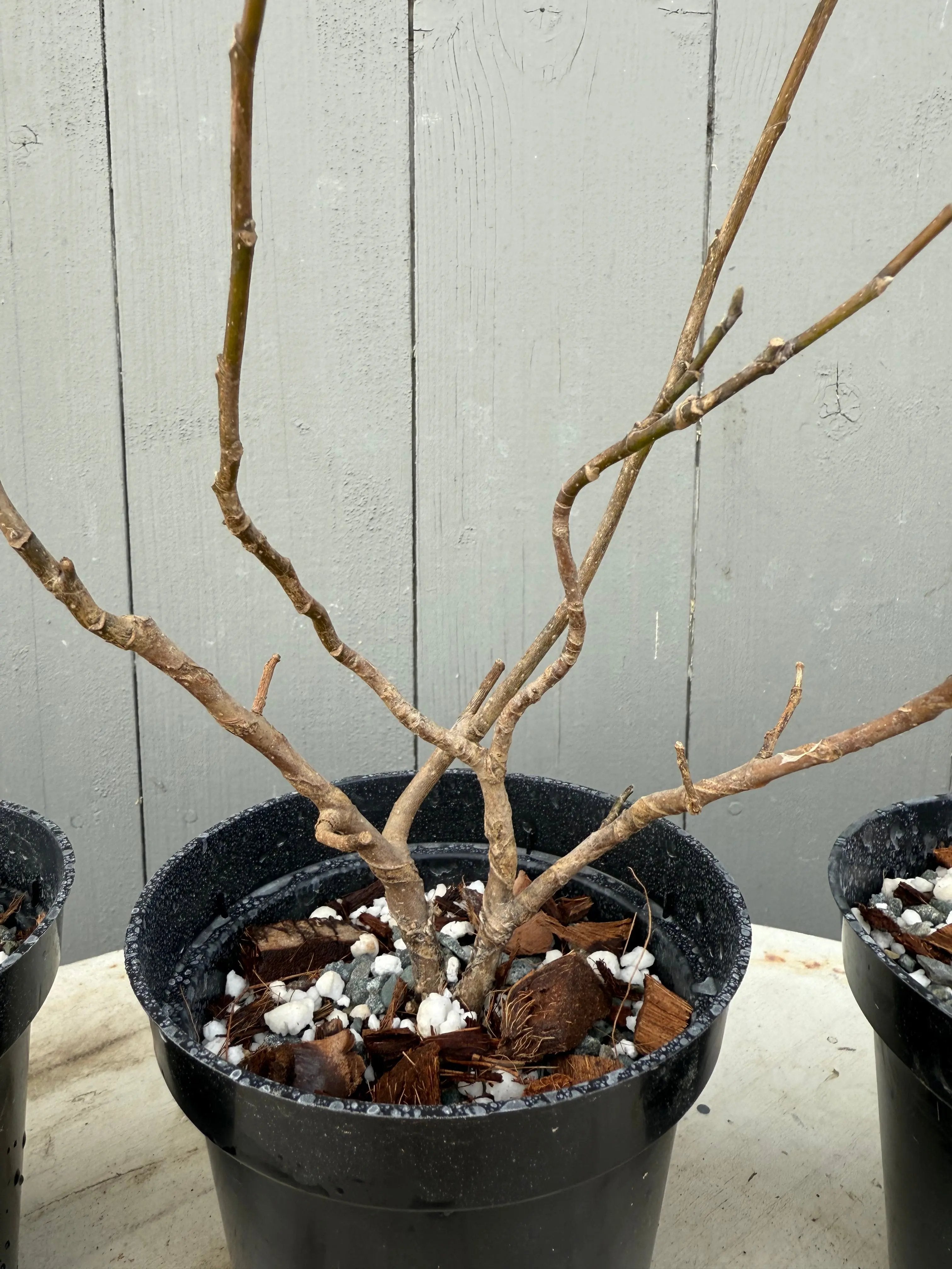Magnolia Canada Bonsai