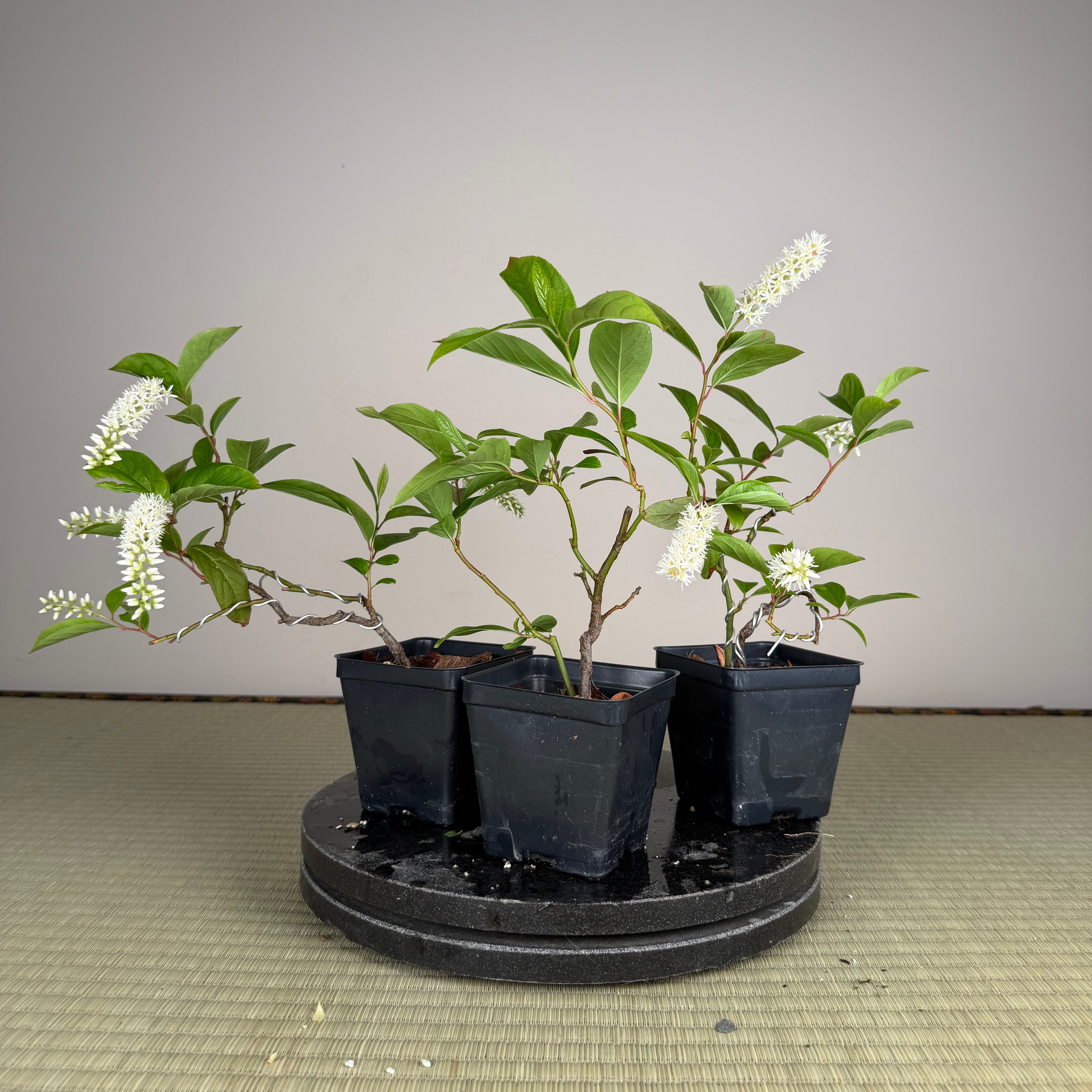 Itea japonica
