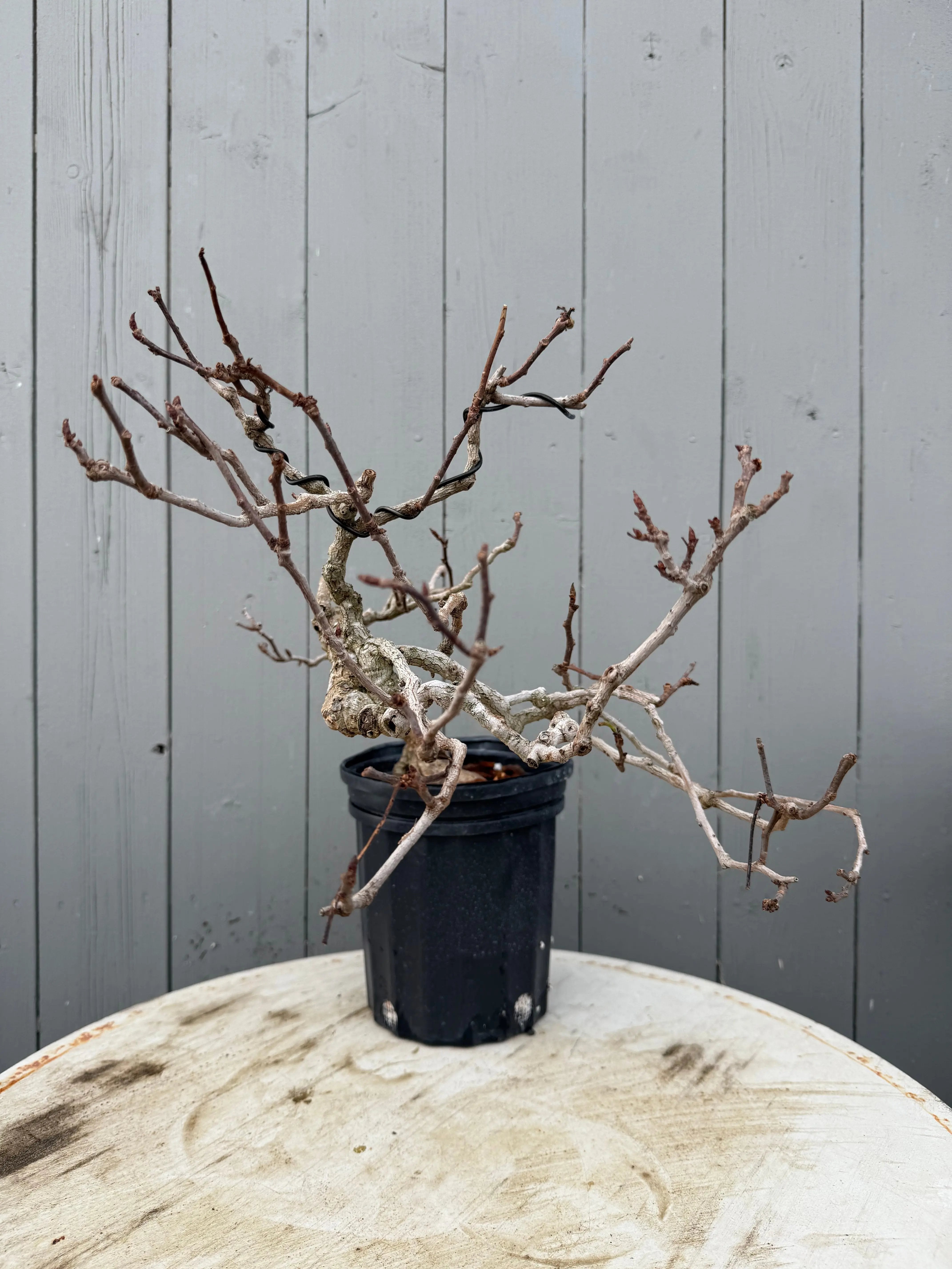 Kadsura japonica Canada Bonsai