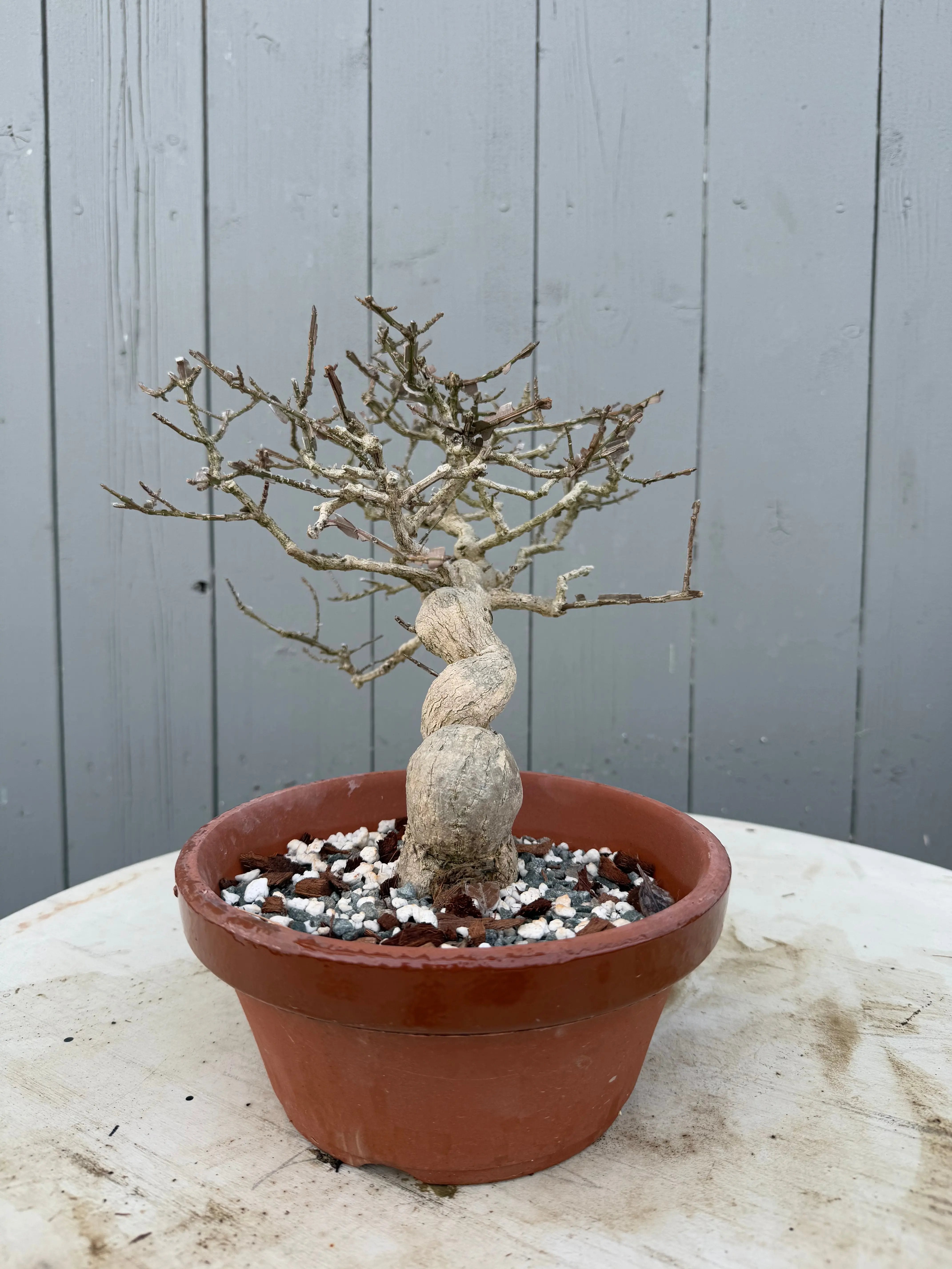 Euonymus Canada Bonsai