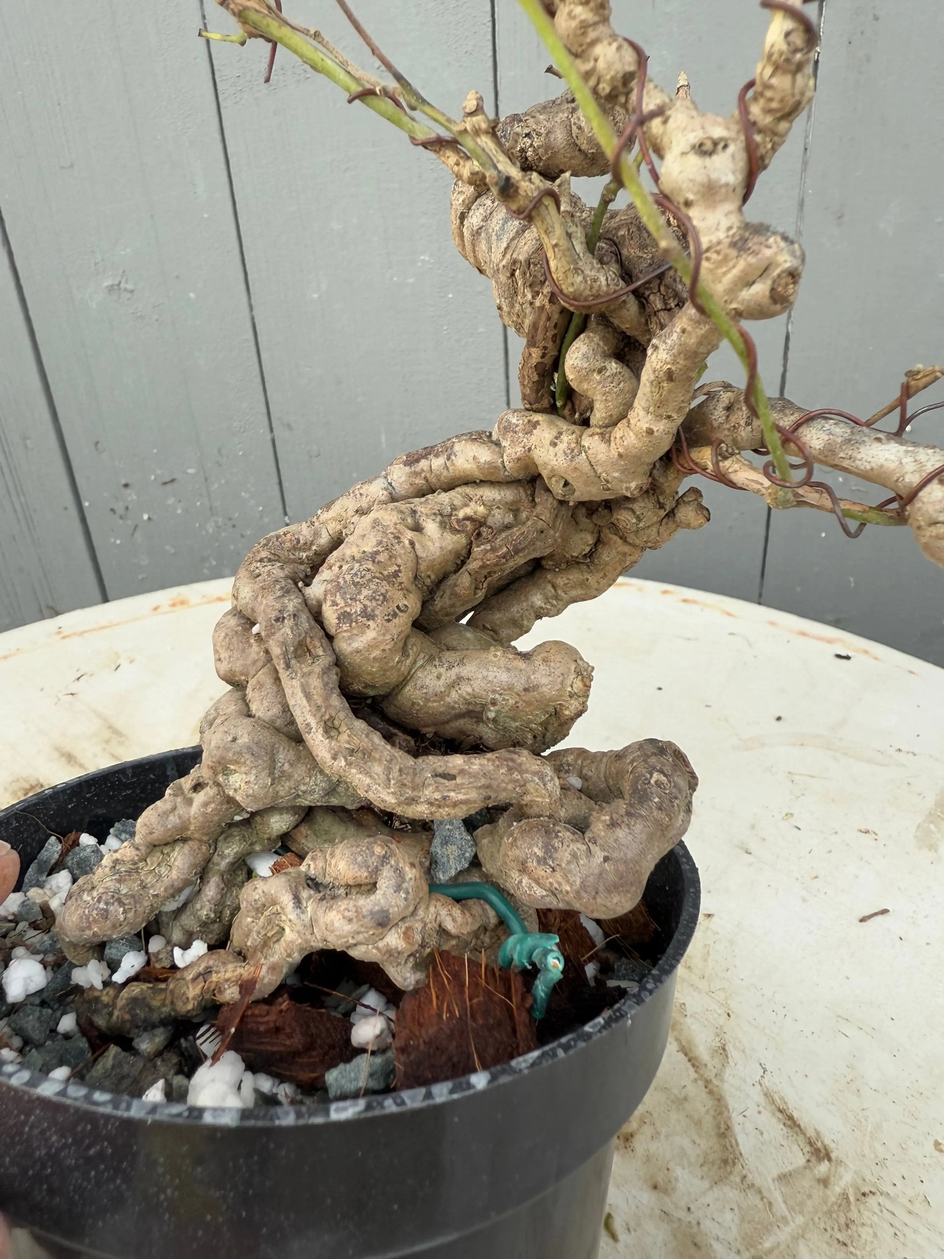 Cocculus orbiculatus Canada Bonsai