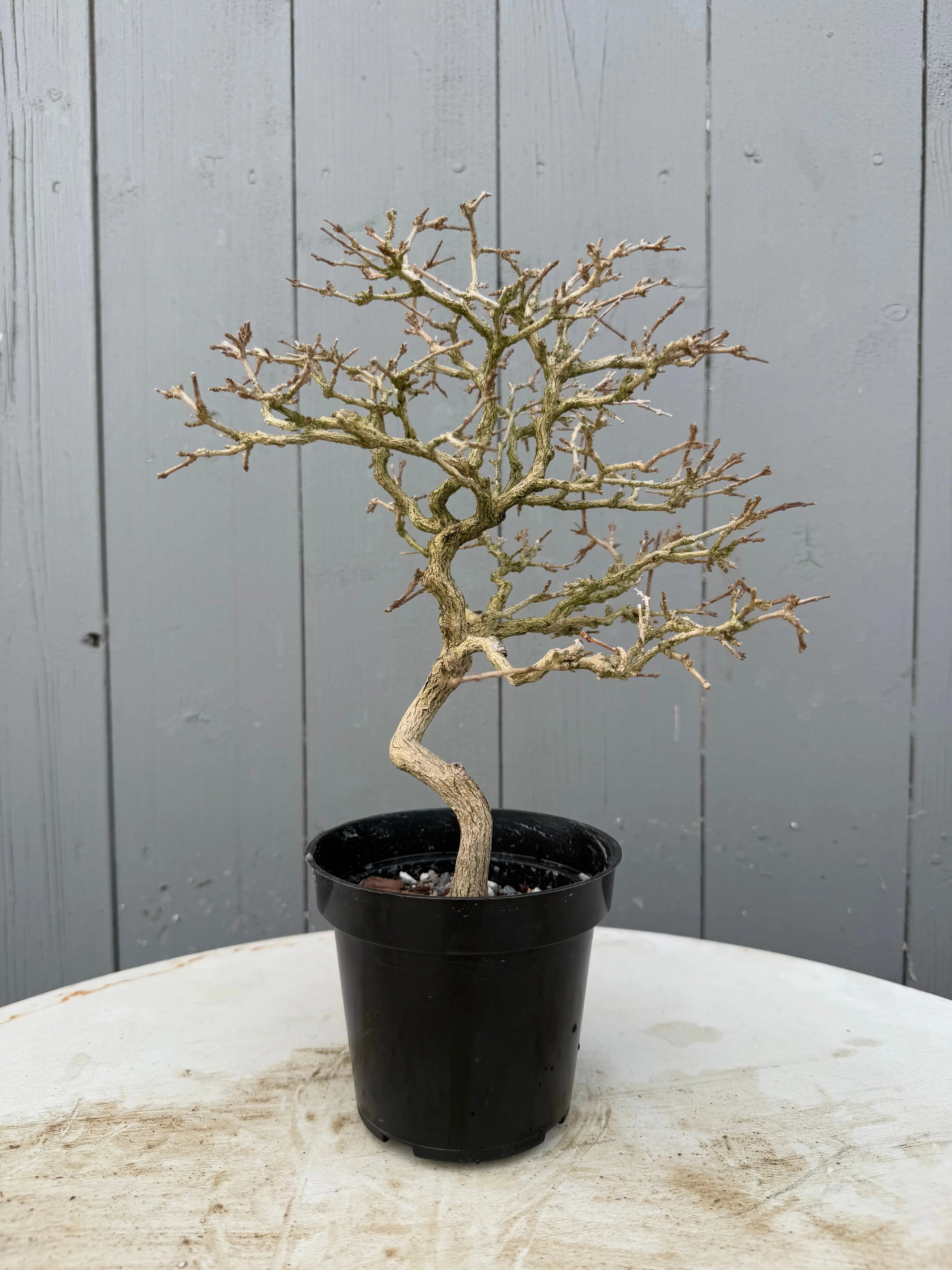 Premna japonica Canada Bonsai