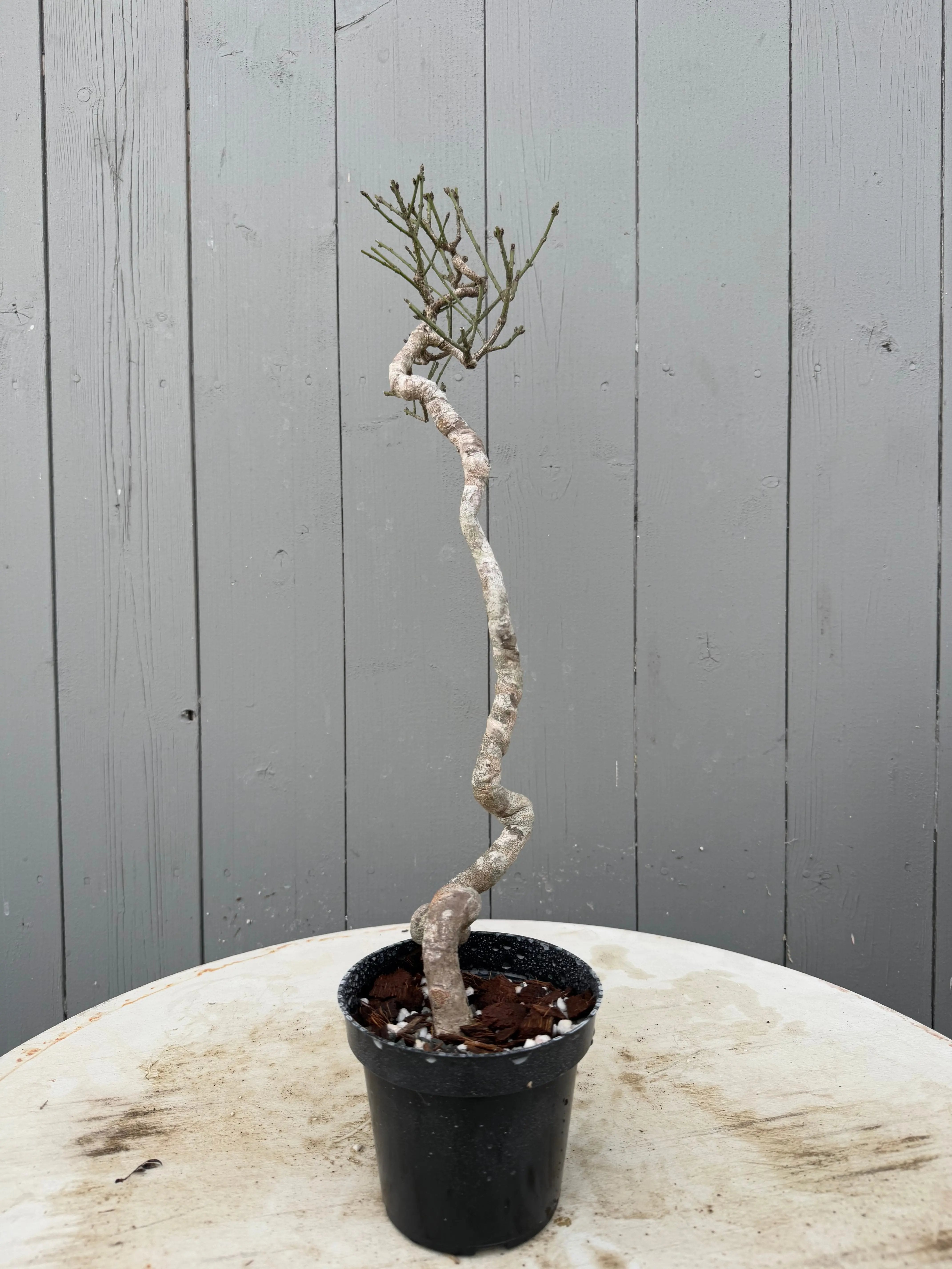 Euonymus Canada Bonsai