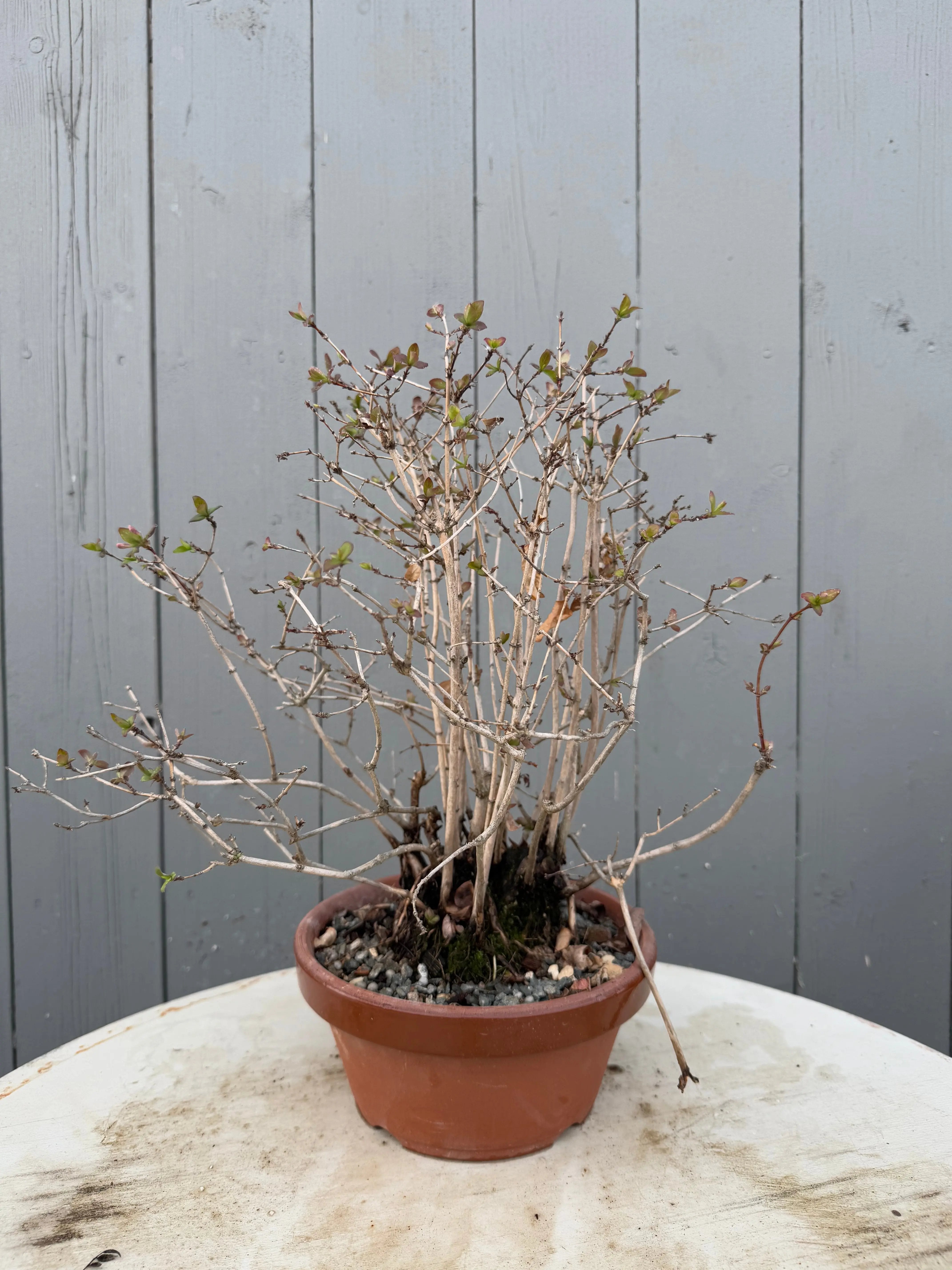 Lonicera gracilipes 'Miyama' Canada Bonsai