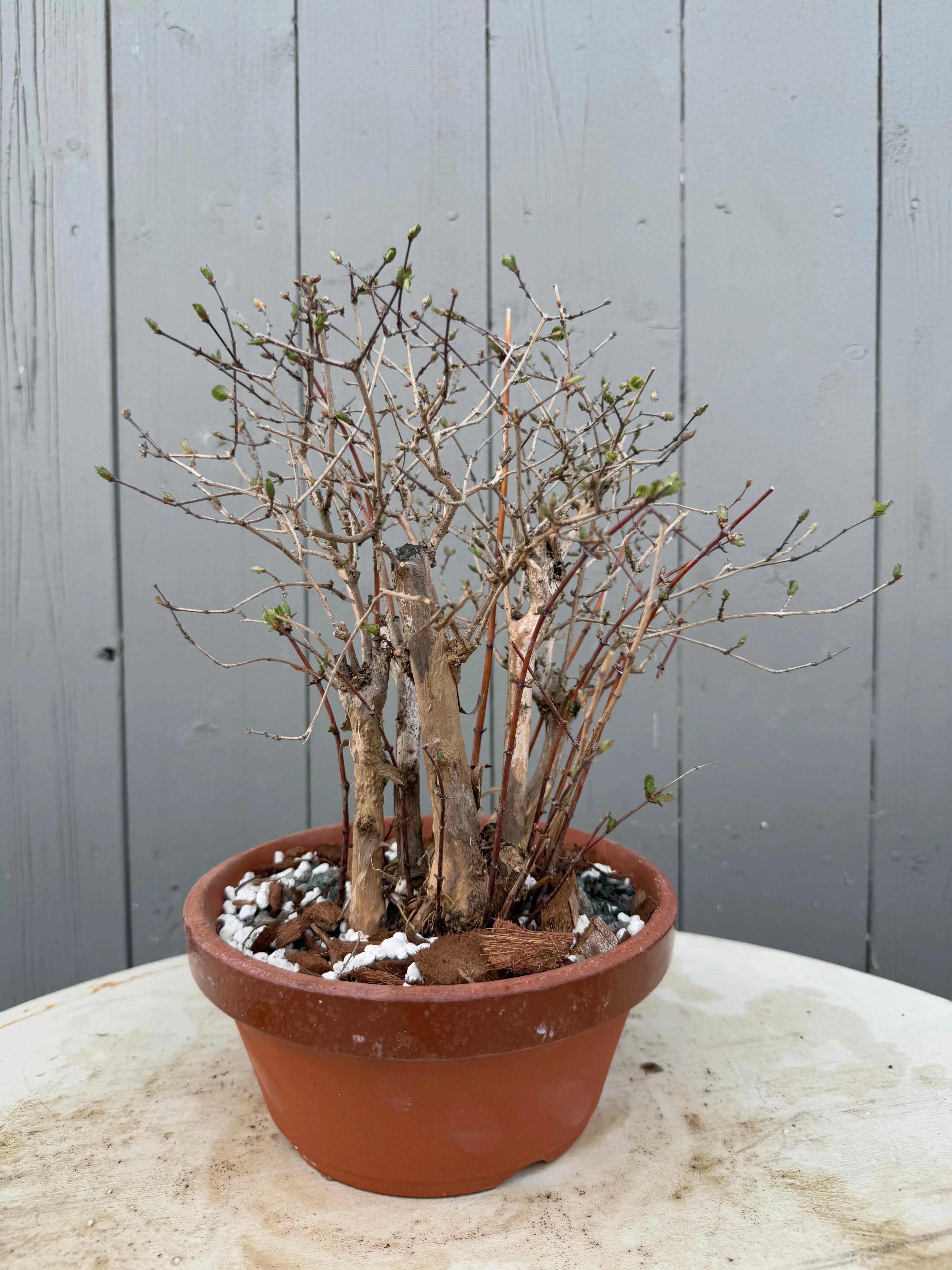 Lonicera gracilipes Canada Bonsai