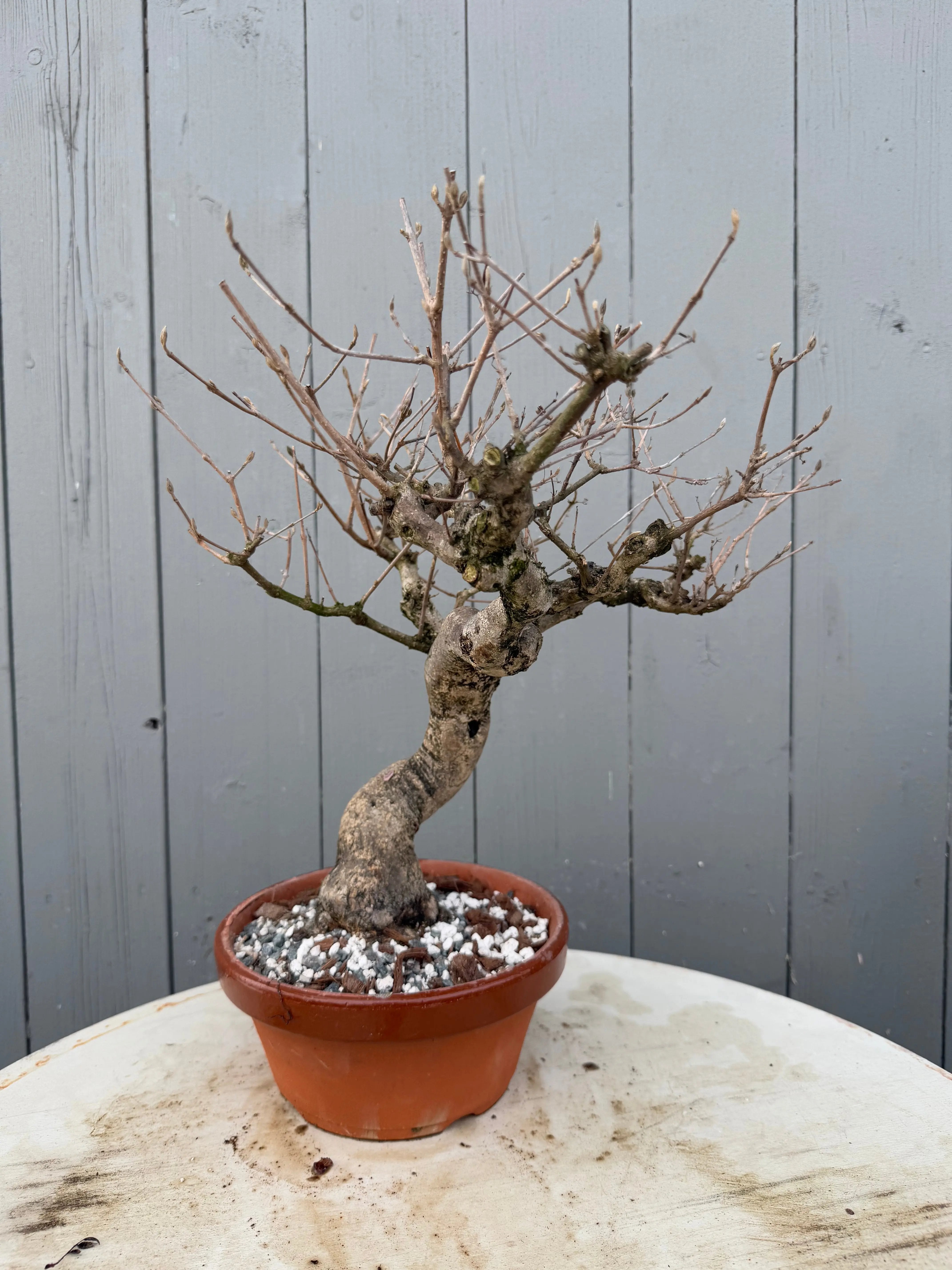 Callicarpa japonica Canada Bonsai