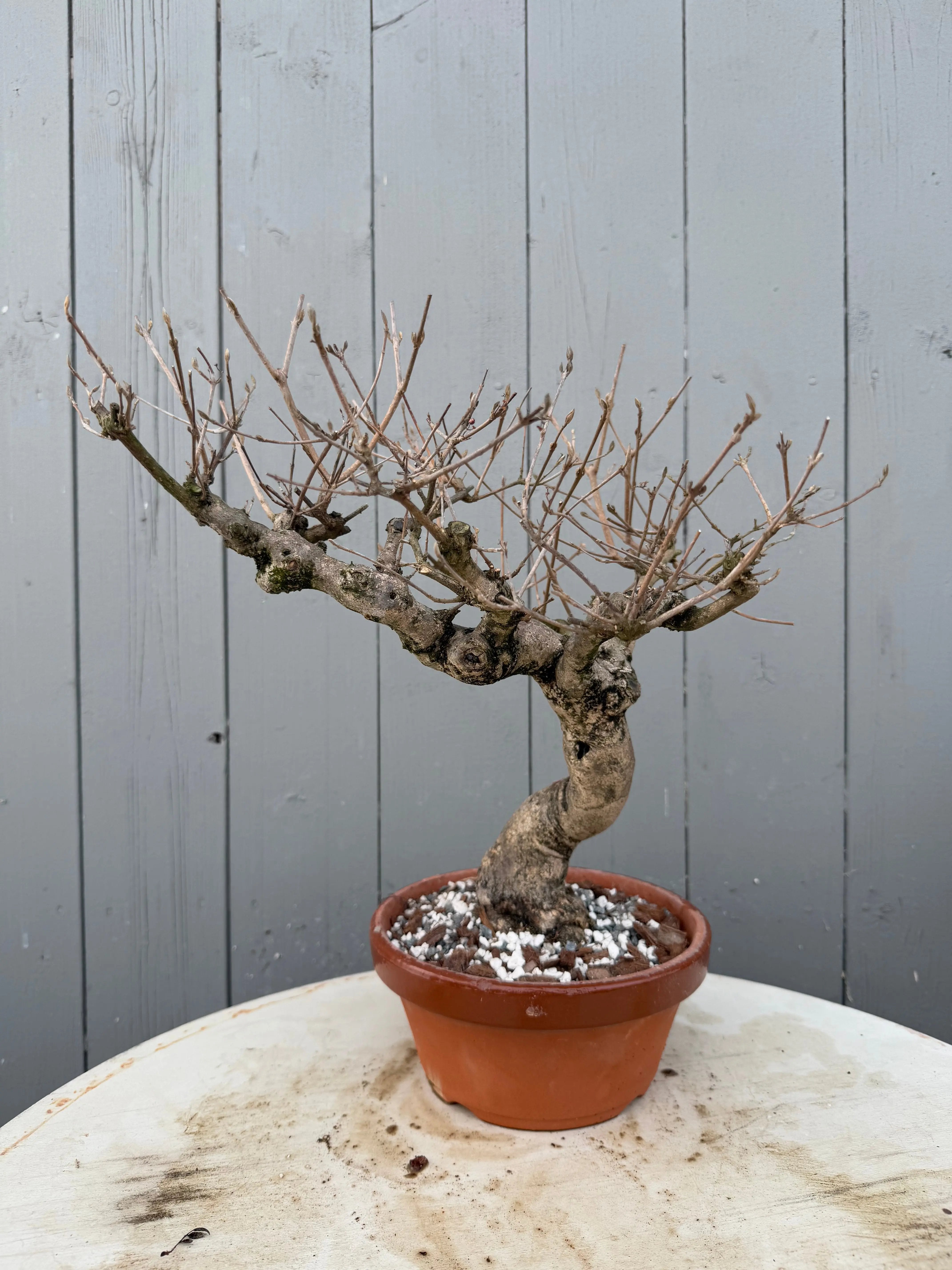 Callicarpa japonica Canada Bonsai