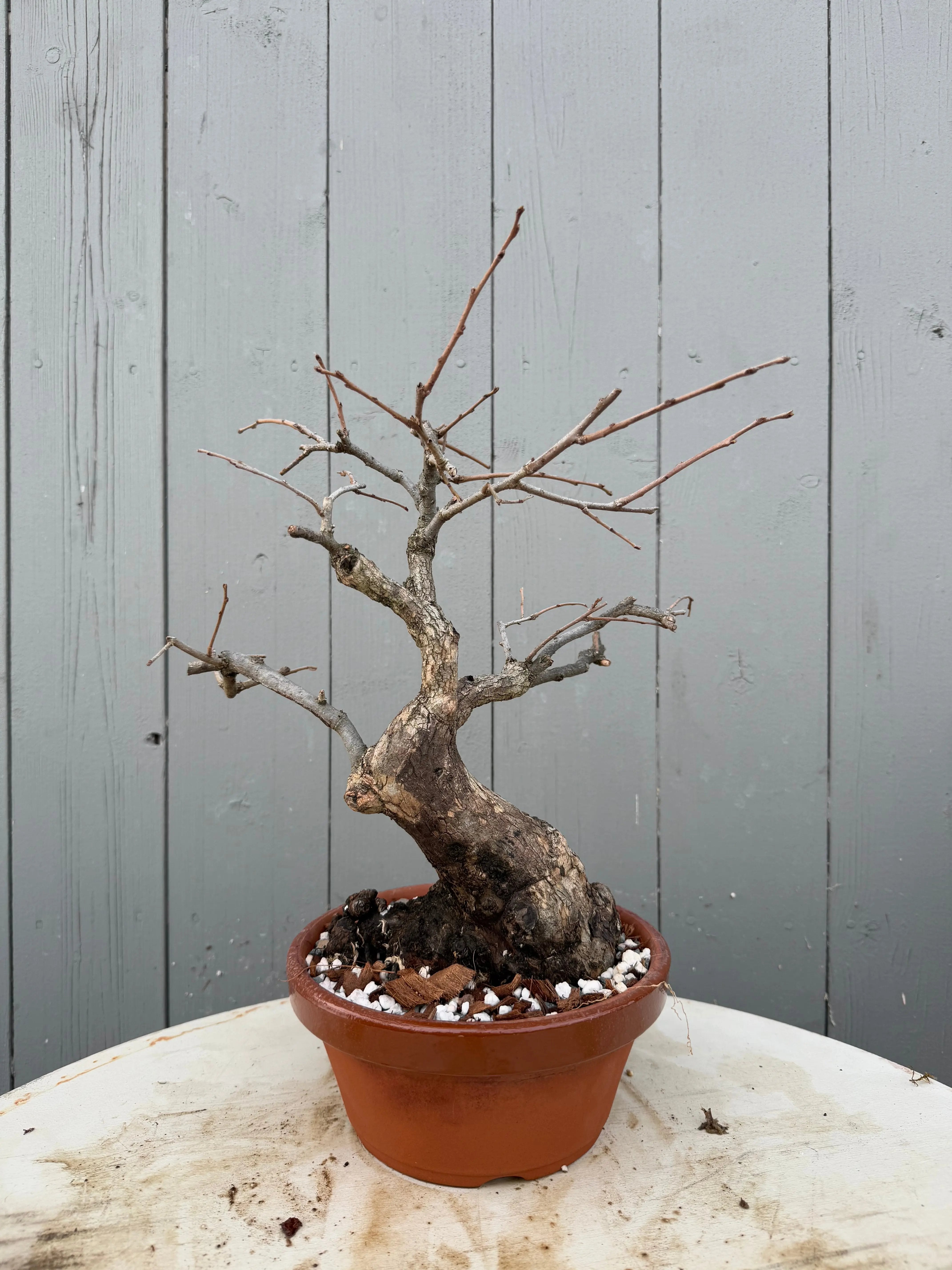 Diospyros Kaki Canada Bonsai