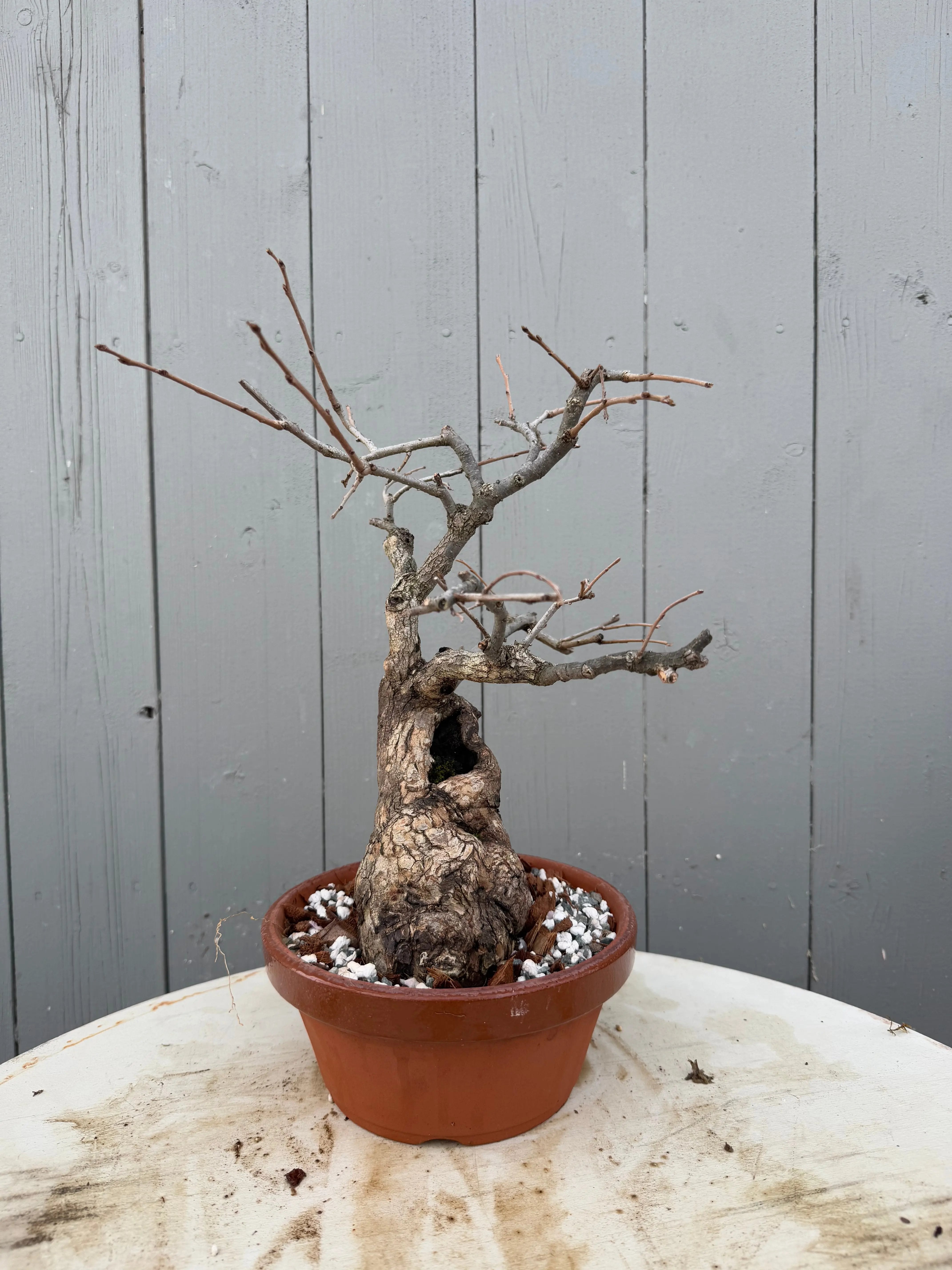 Diospyros Kaki Canada Bonsai