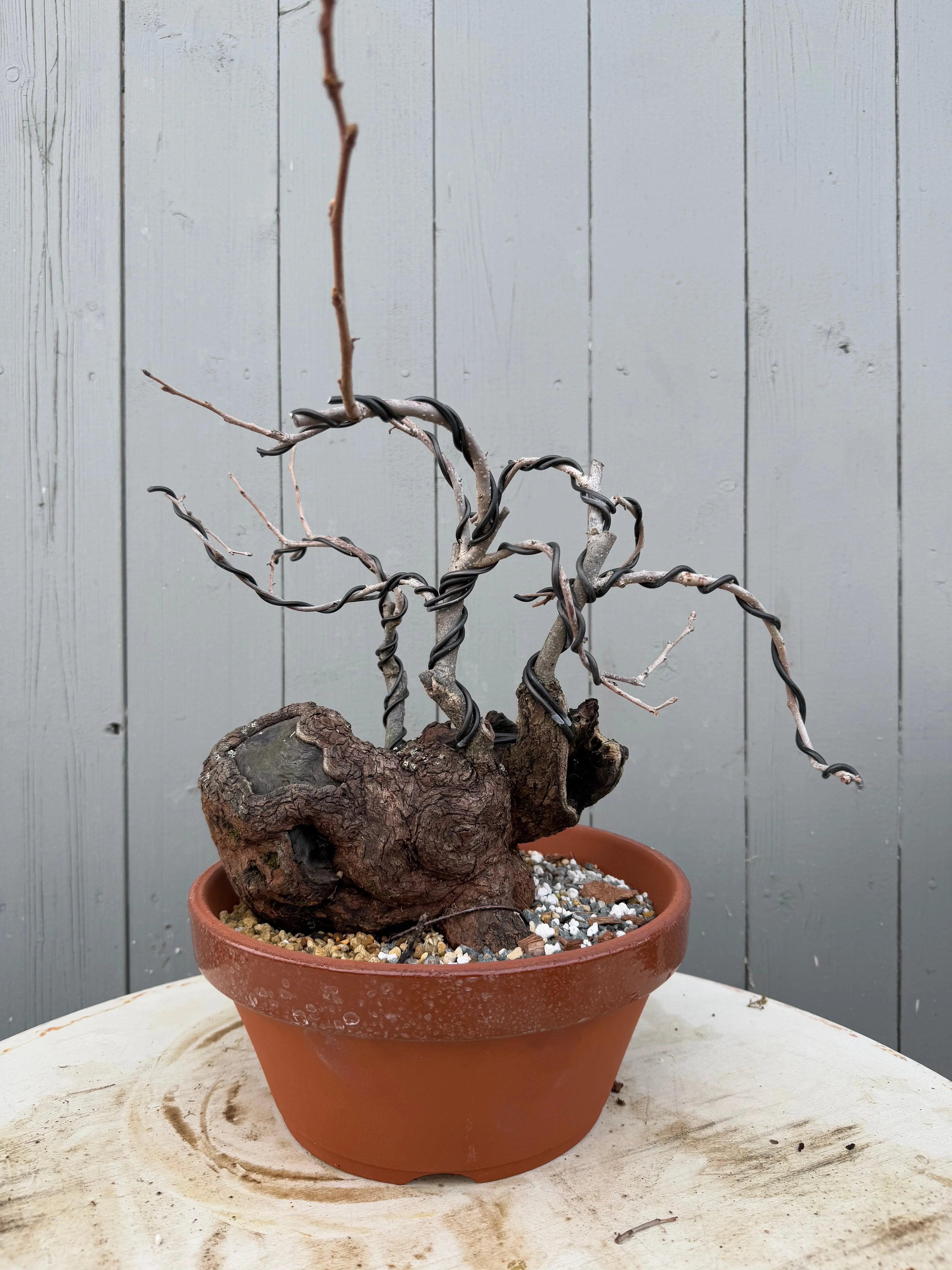 Diospyros Kaki Canada Bonsai