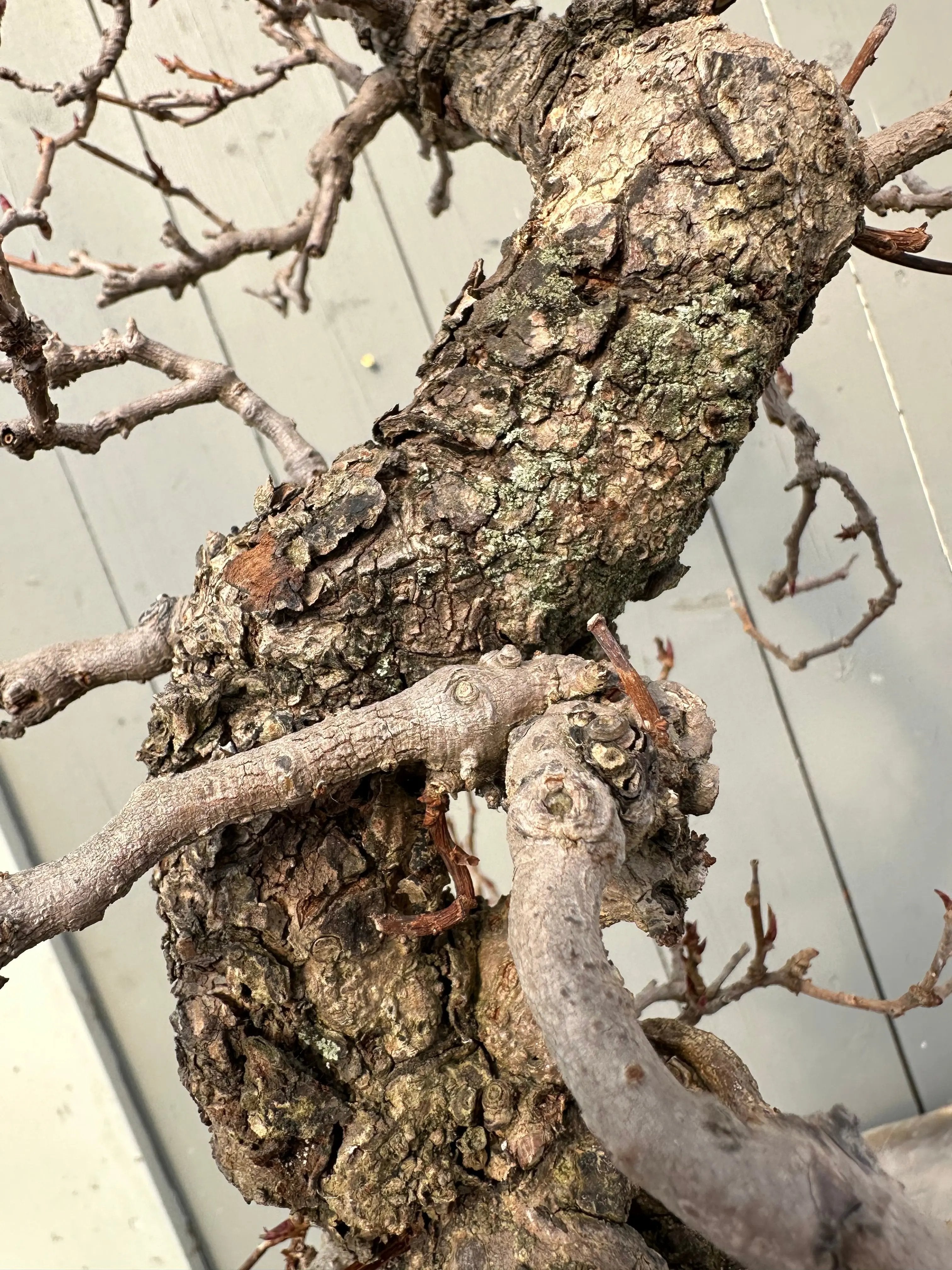 Kadsura #2 Canada Bonsai