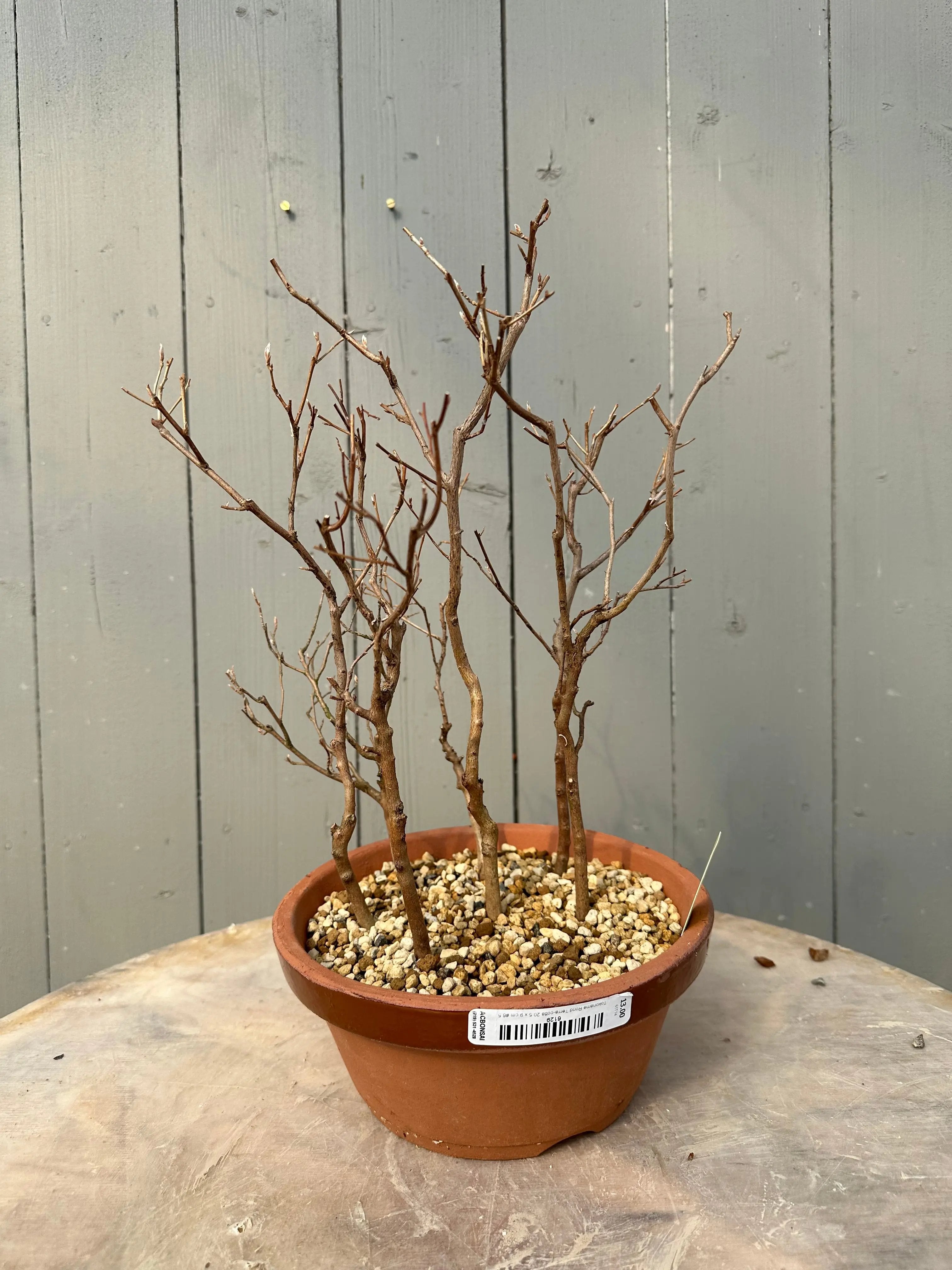 Stewartia #10 Canada Bonsai