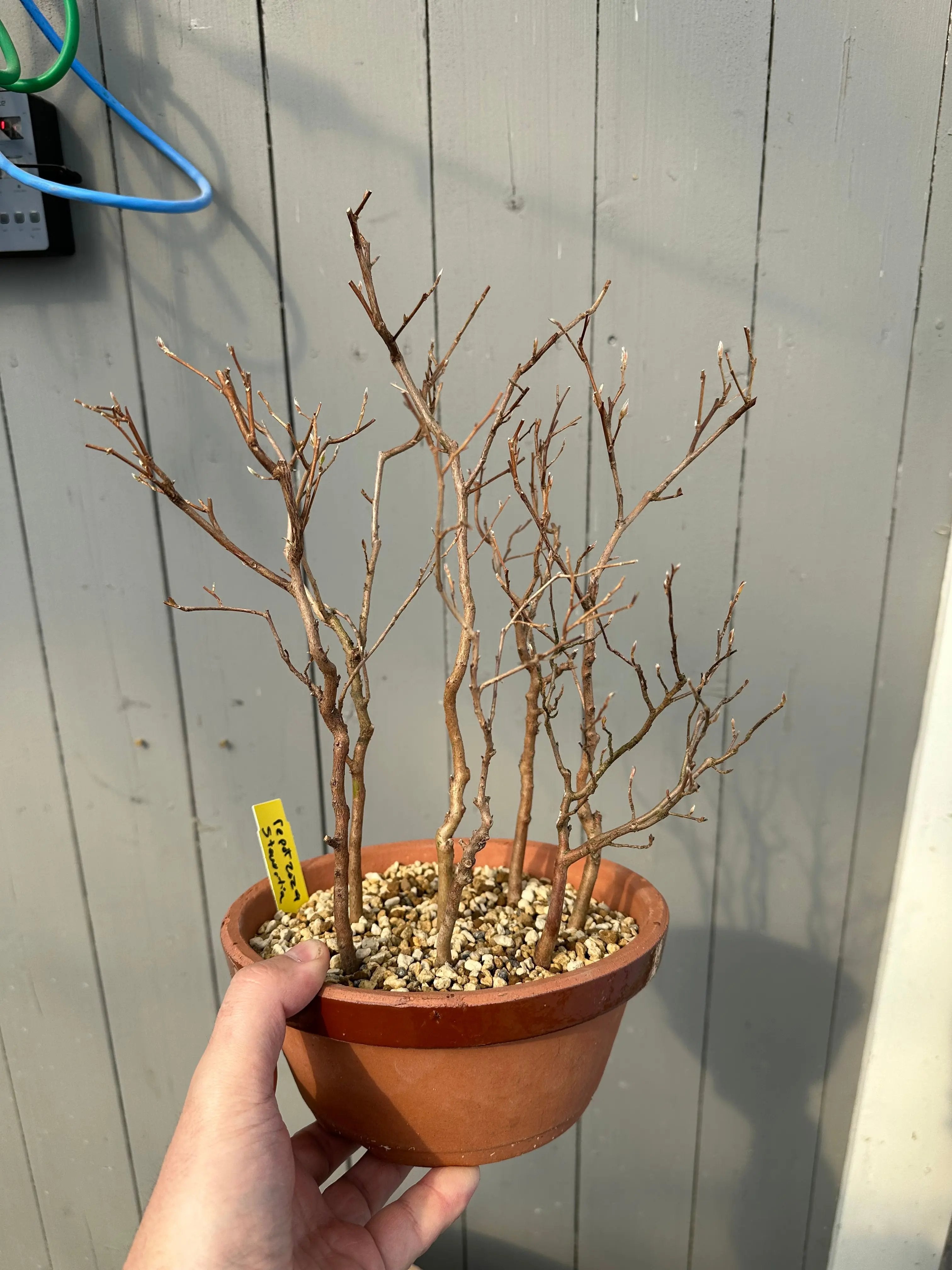 Stewartia #10 Canada Bonsai