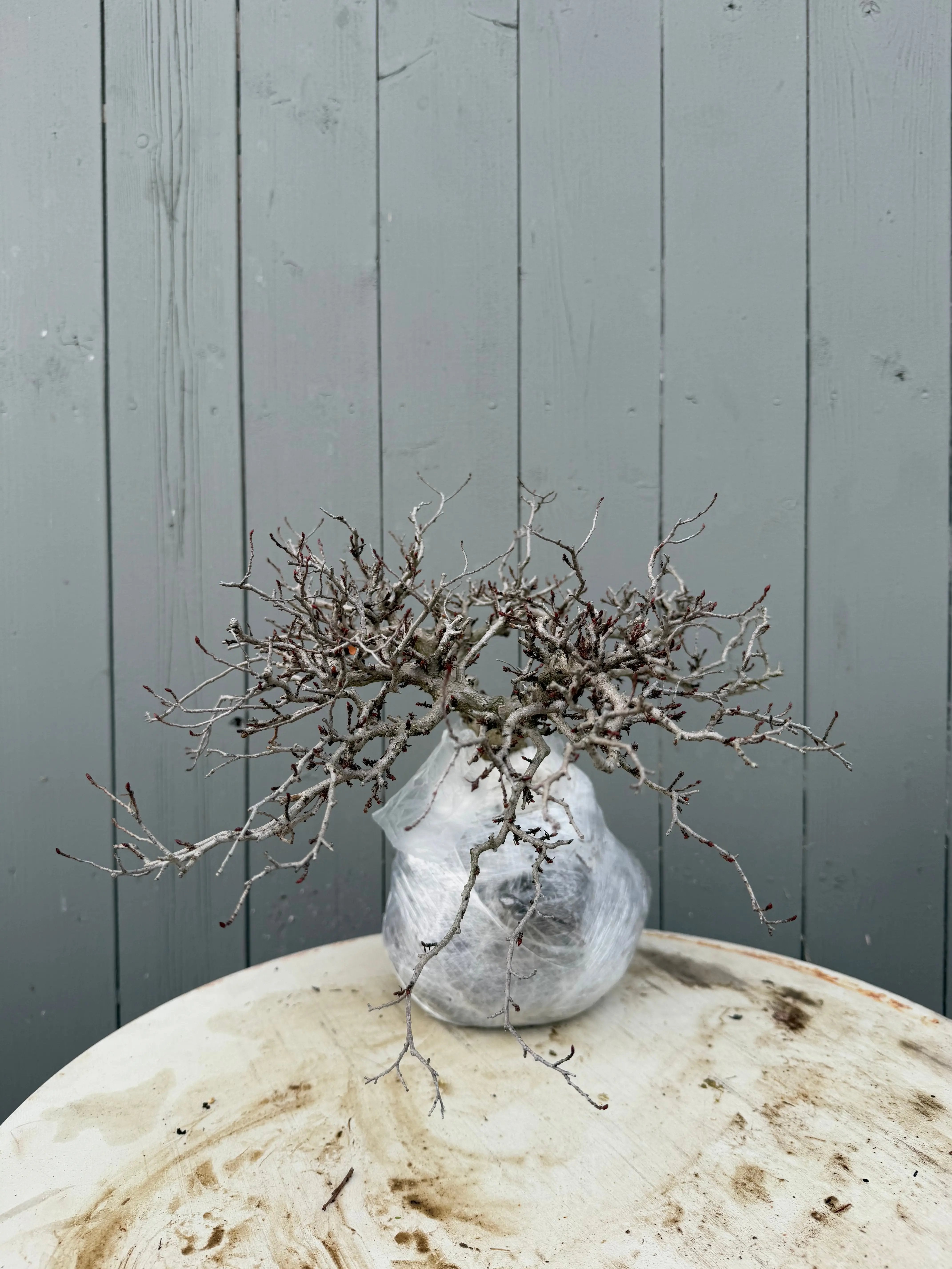 Carpinus turczaninowii Canada Bonsai