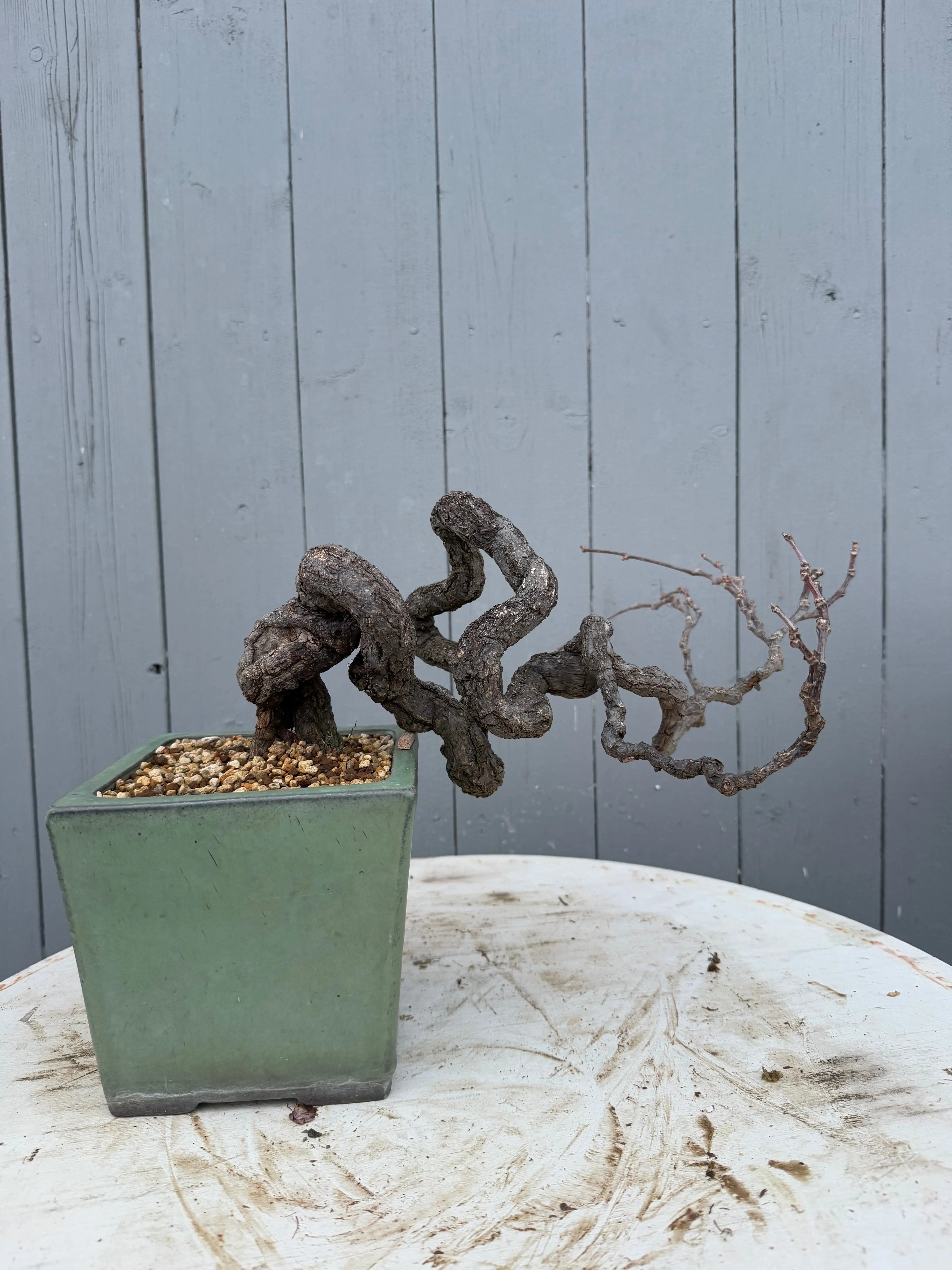 Parthenocissus quinquefolia (Antique pot) Canada Bonsai