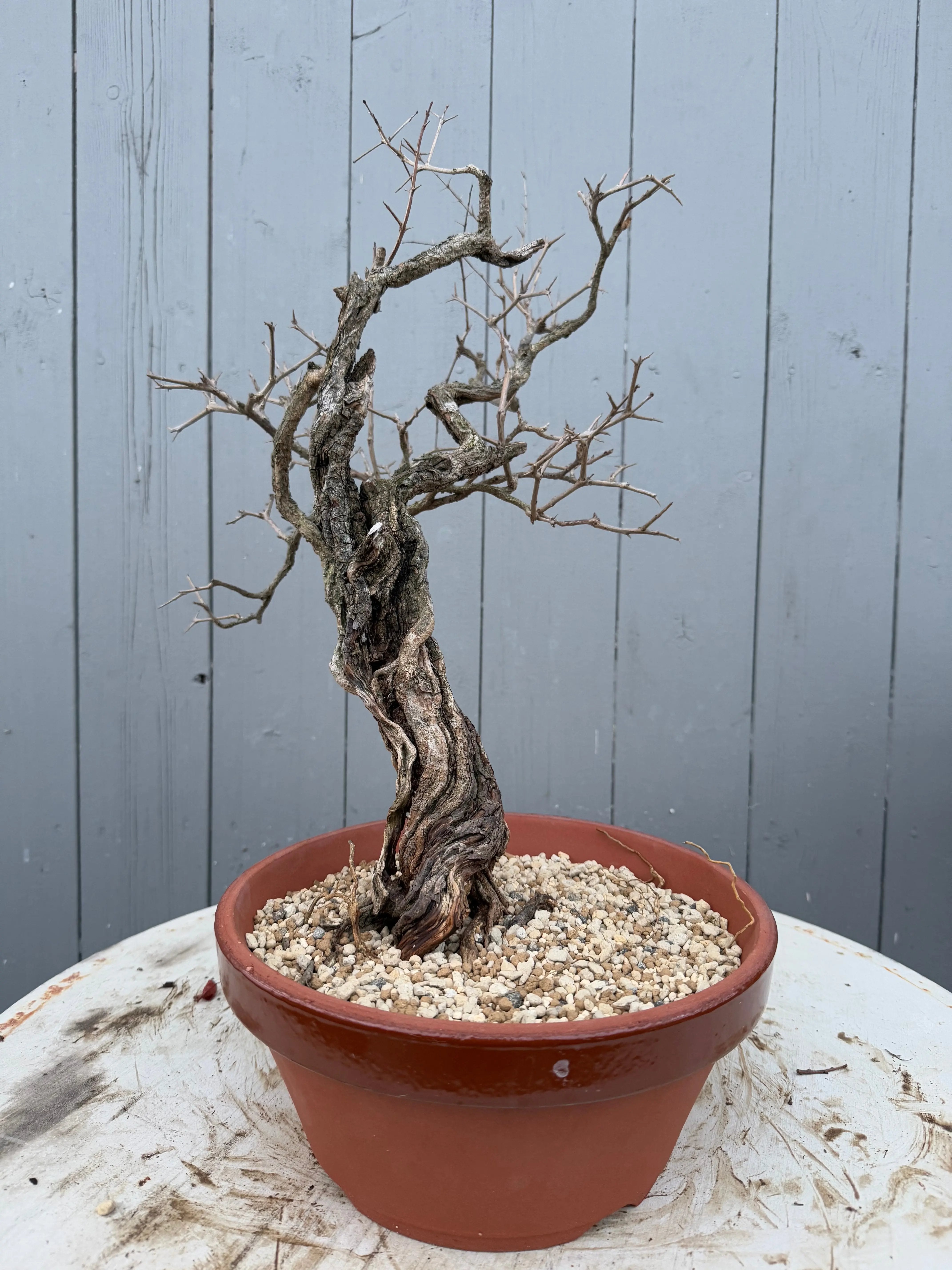 Punica granatum Canada Bonsai