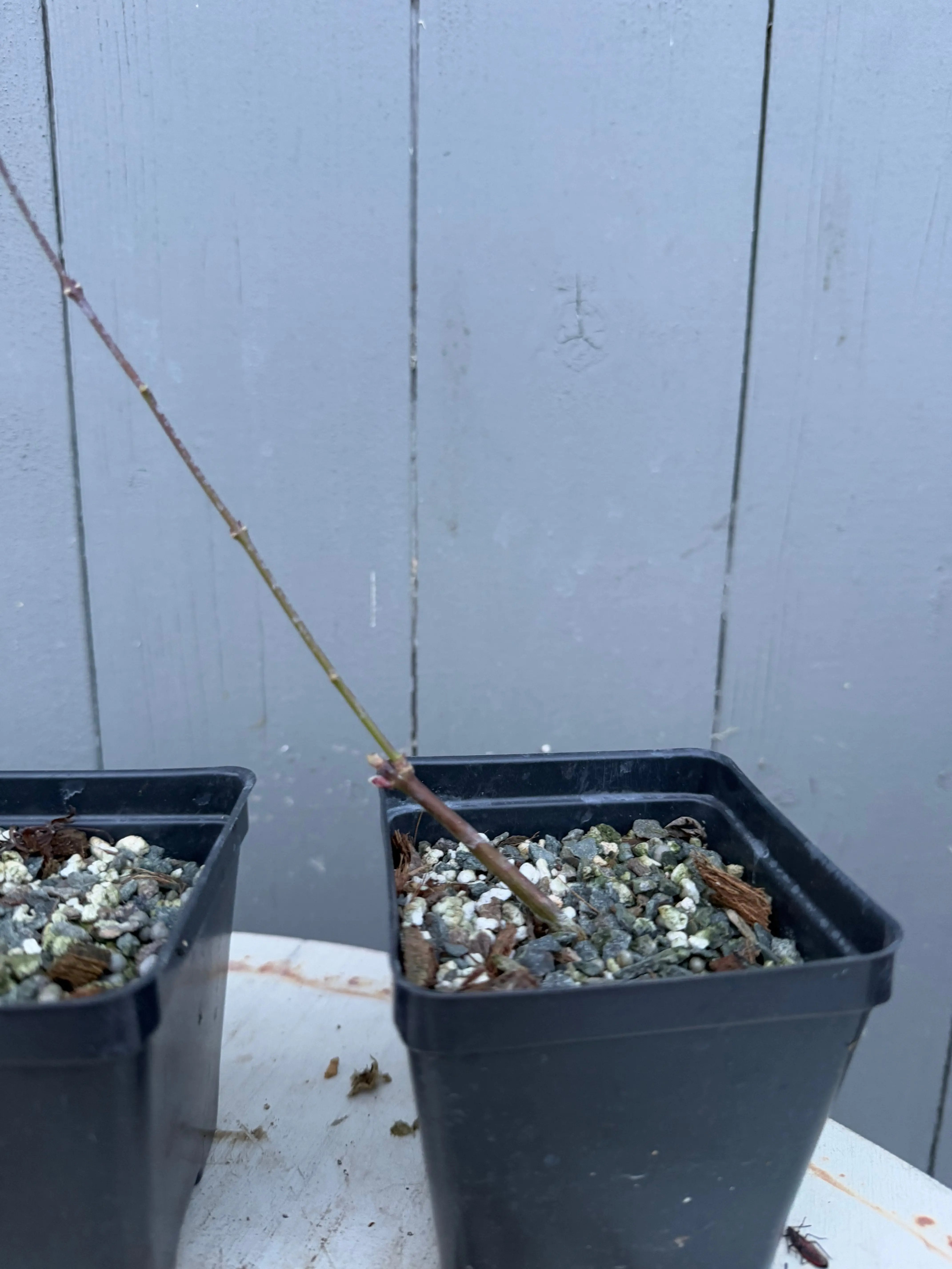 Acer palmatum 'Emerald Lace' Canada Bonsai