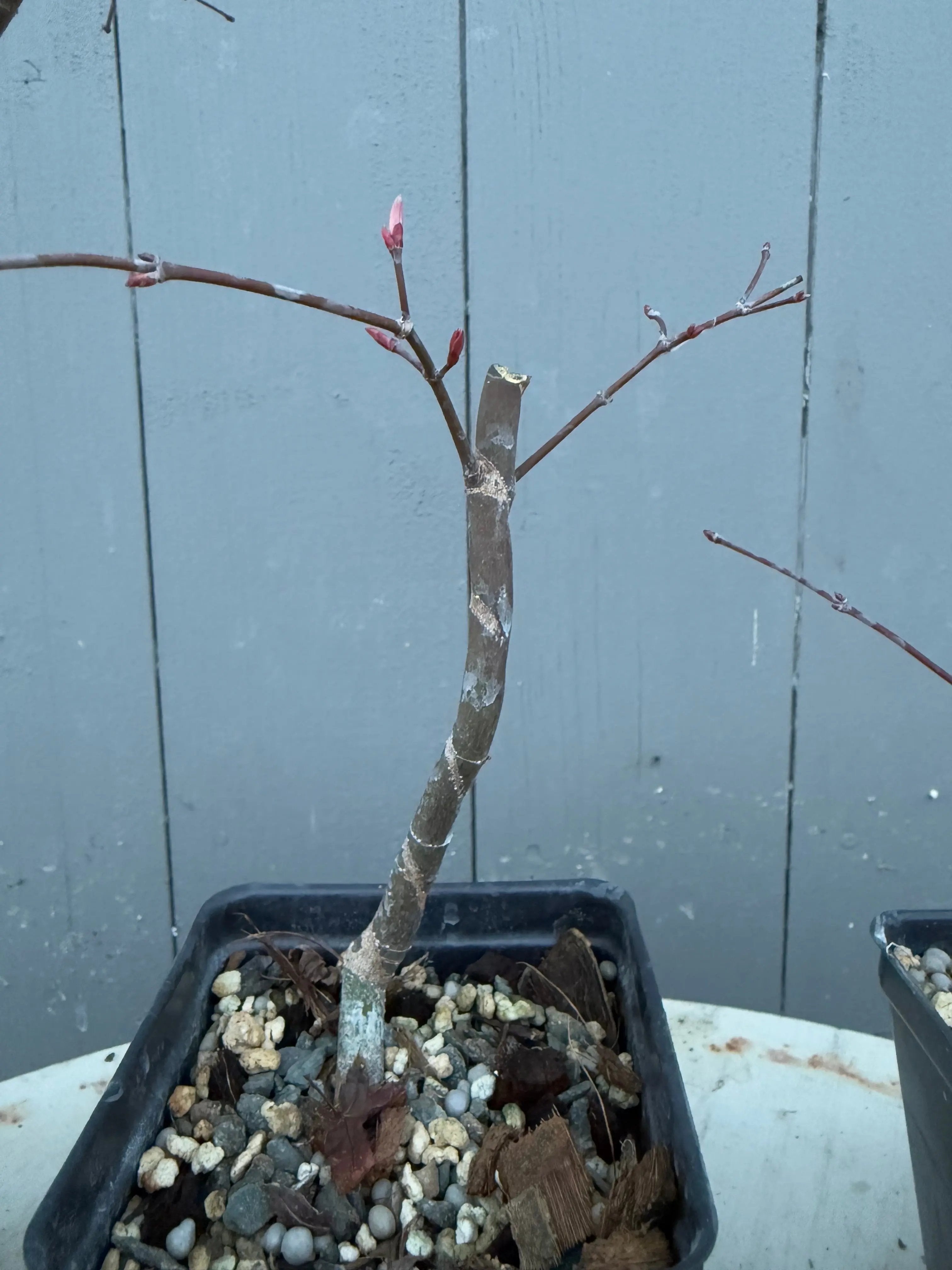 Acer palmatum 'Deshojo' (Wired) Canada Bonsai