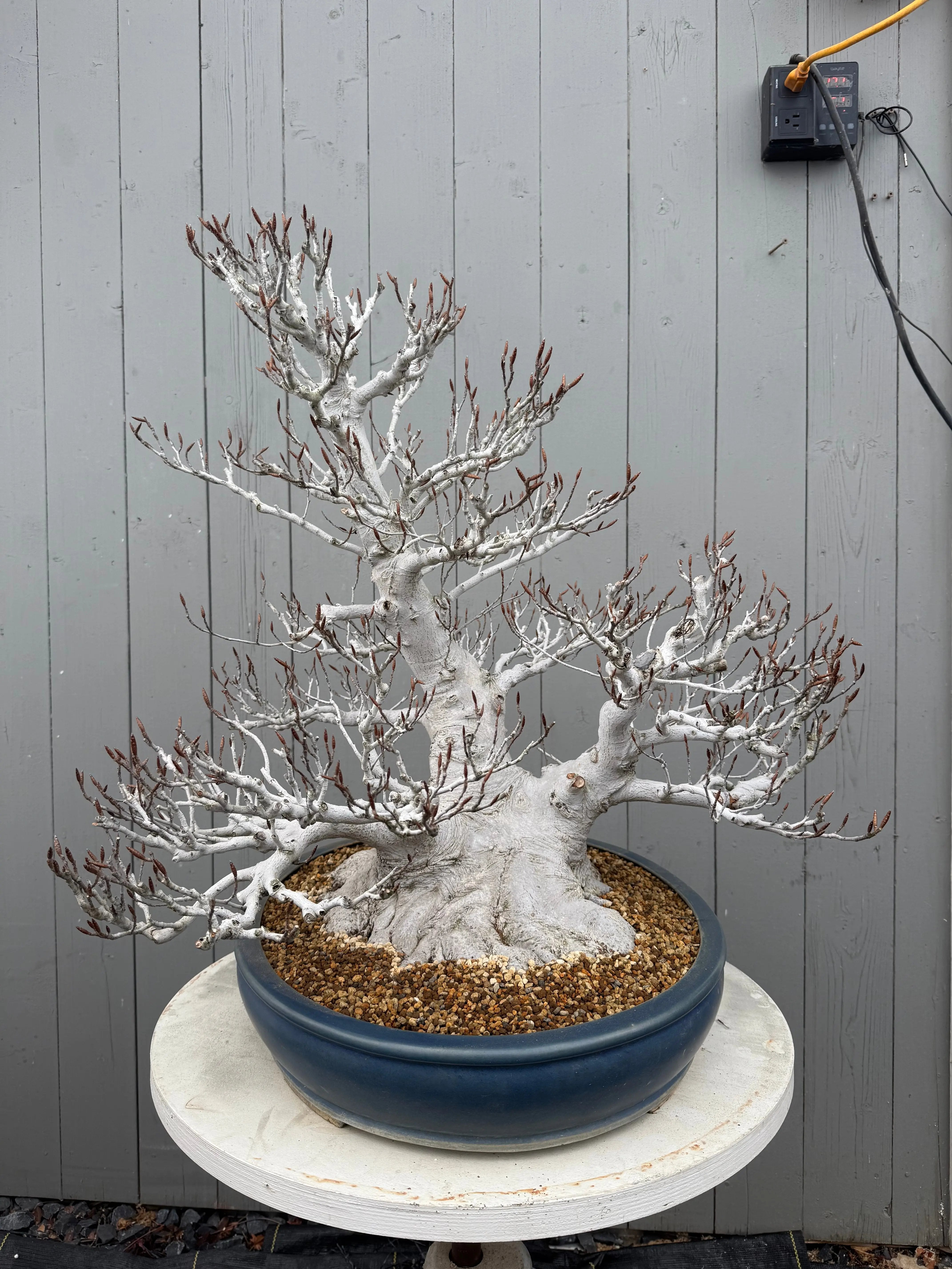 Fagus crenata Canada Bonsai