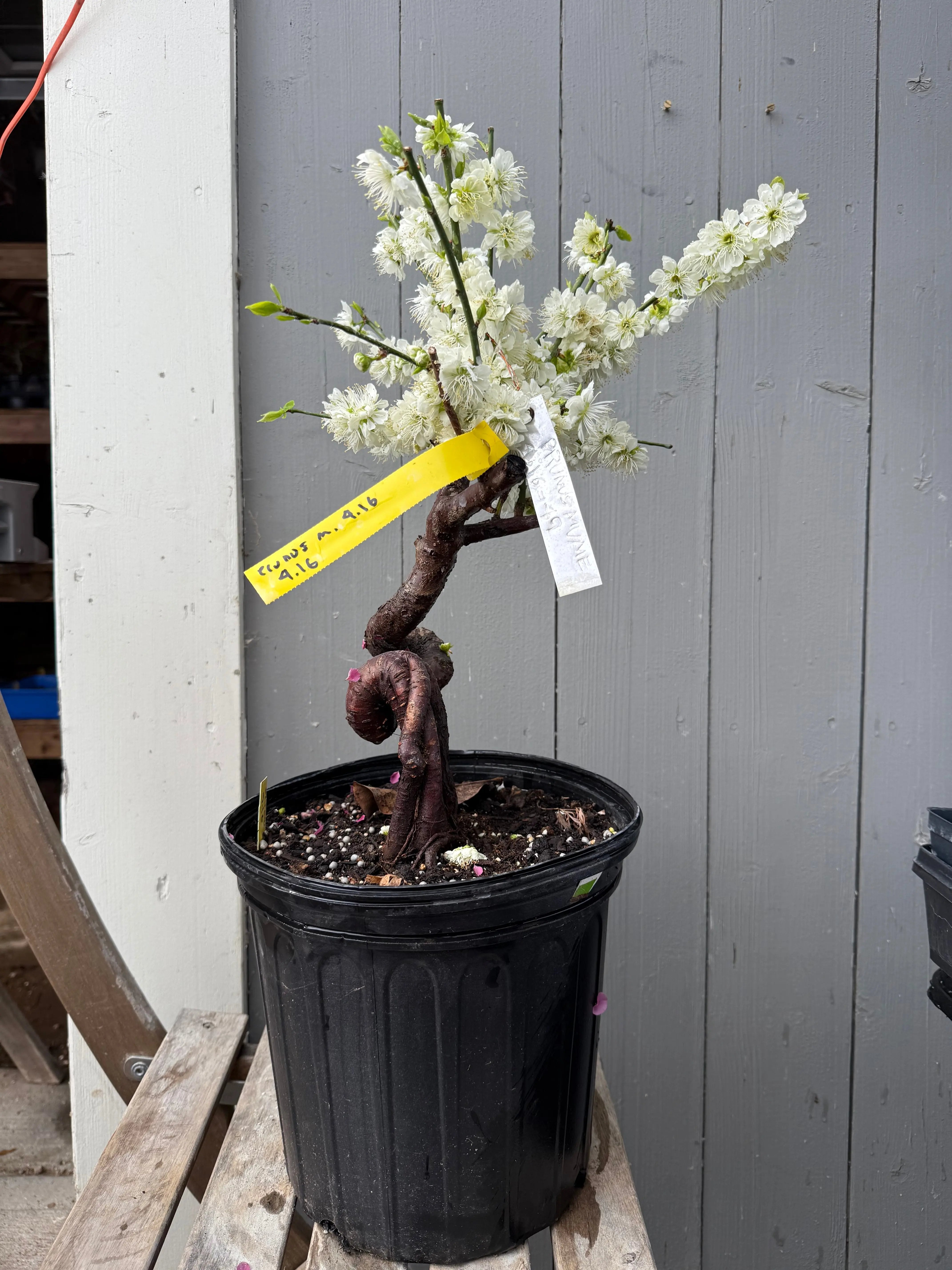 Prunus mume 'Nánjīng fùhuángxiāng' Canada Bonsai