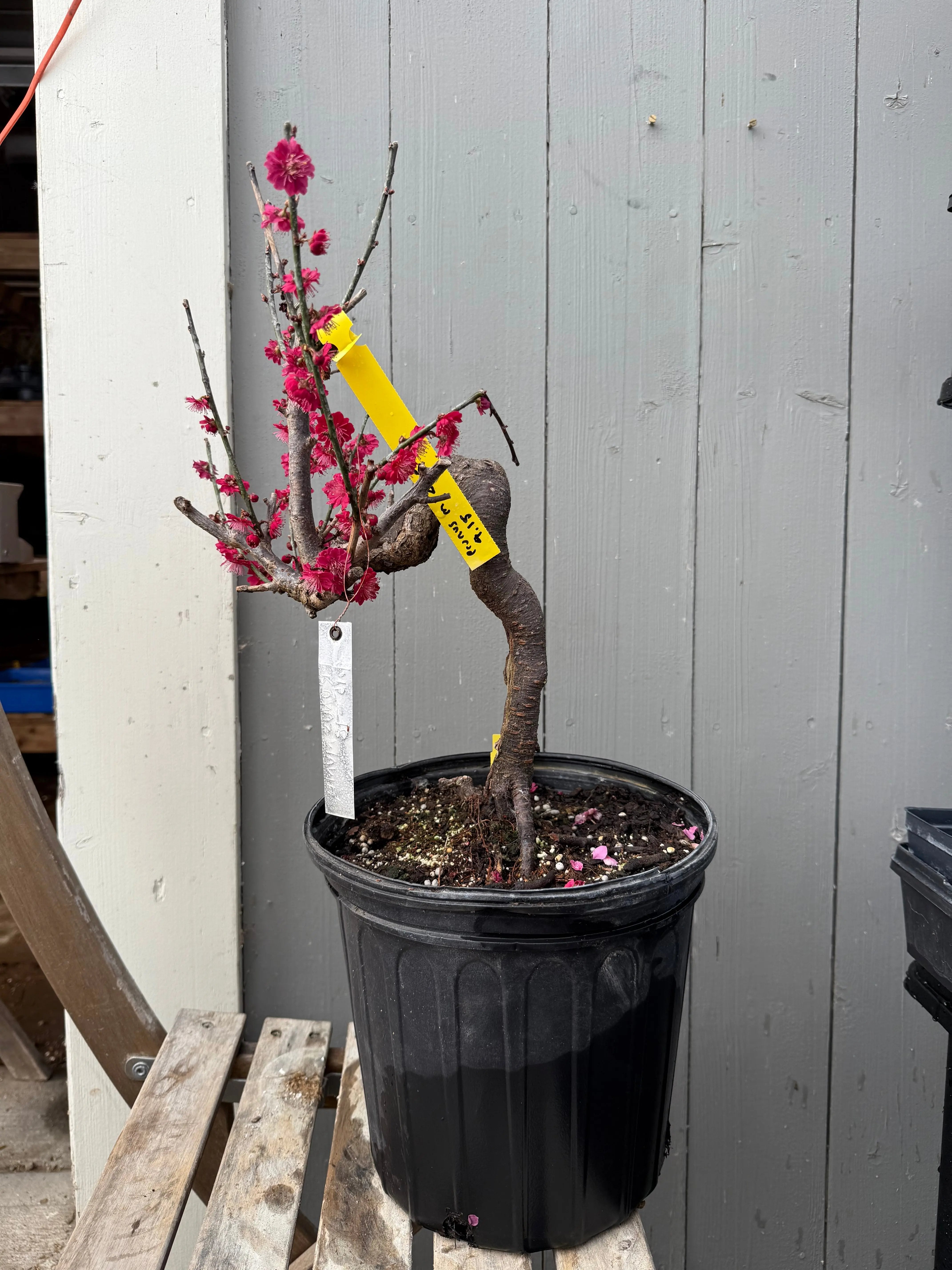 Prunus mume 'Hóngxū zhūshā' Canada Bonsai