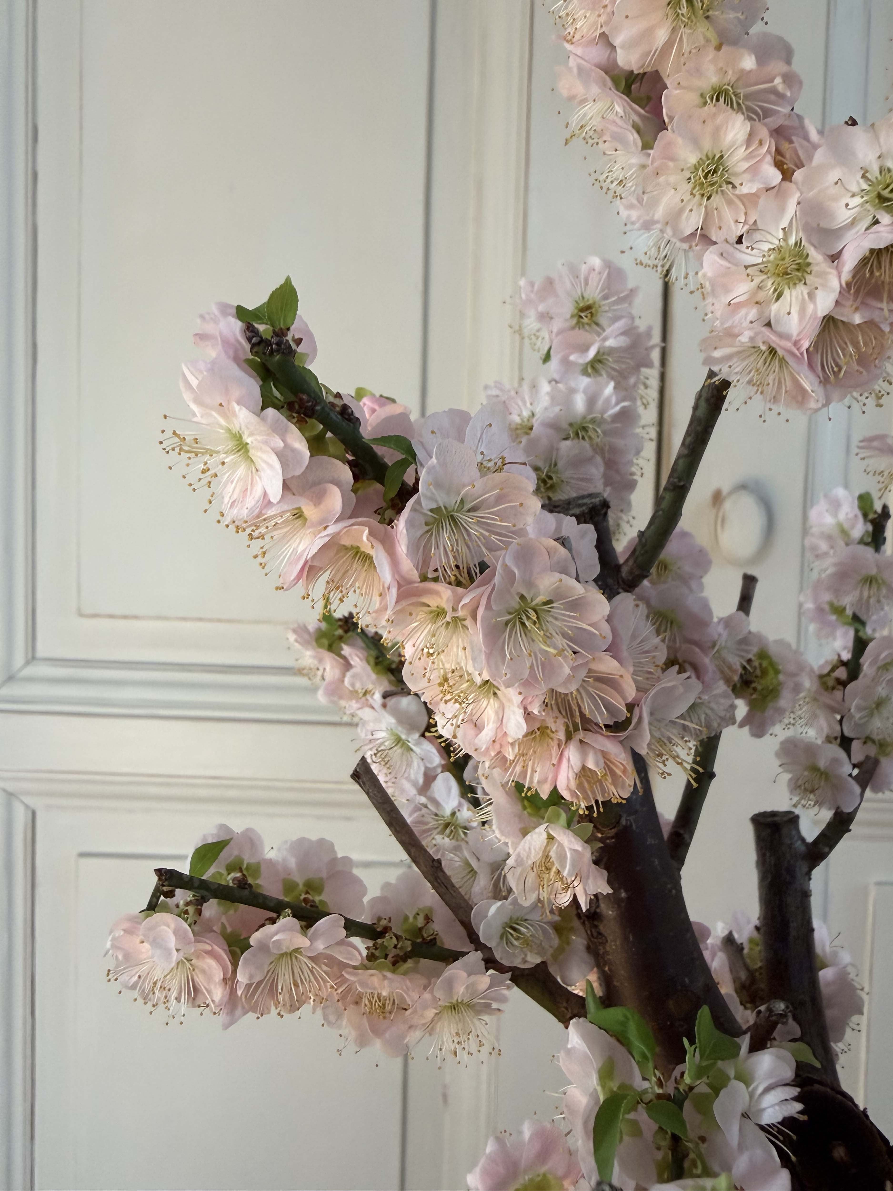 Prunus mume 'Gōng Fěn'