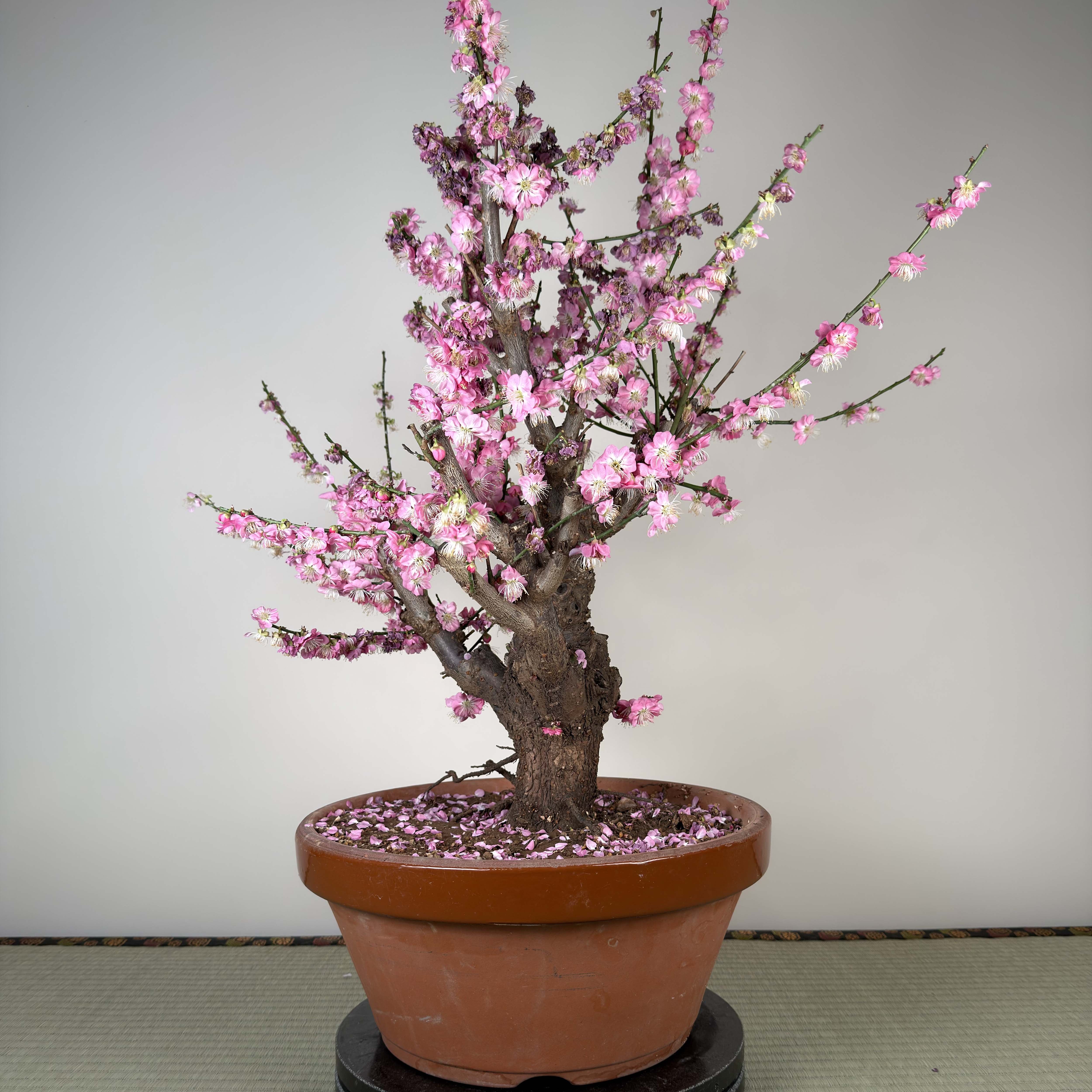 Glycine floribunda