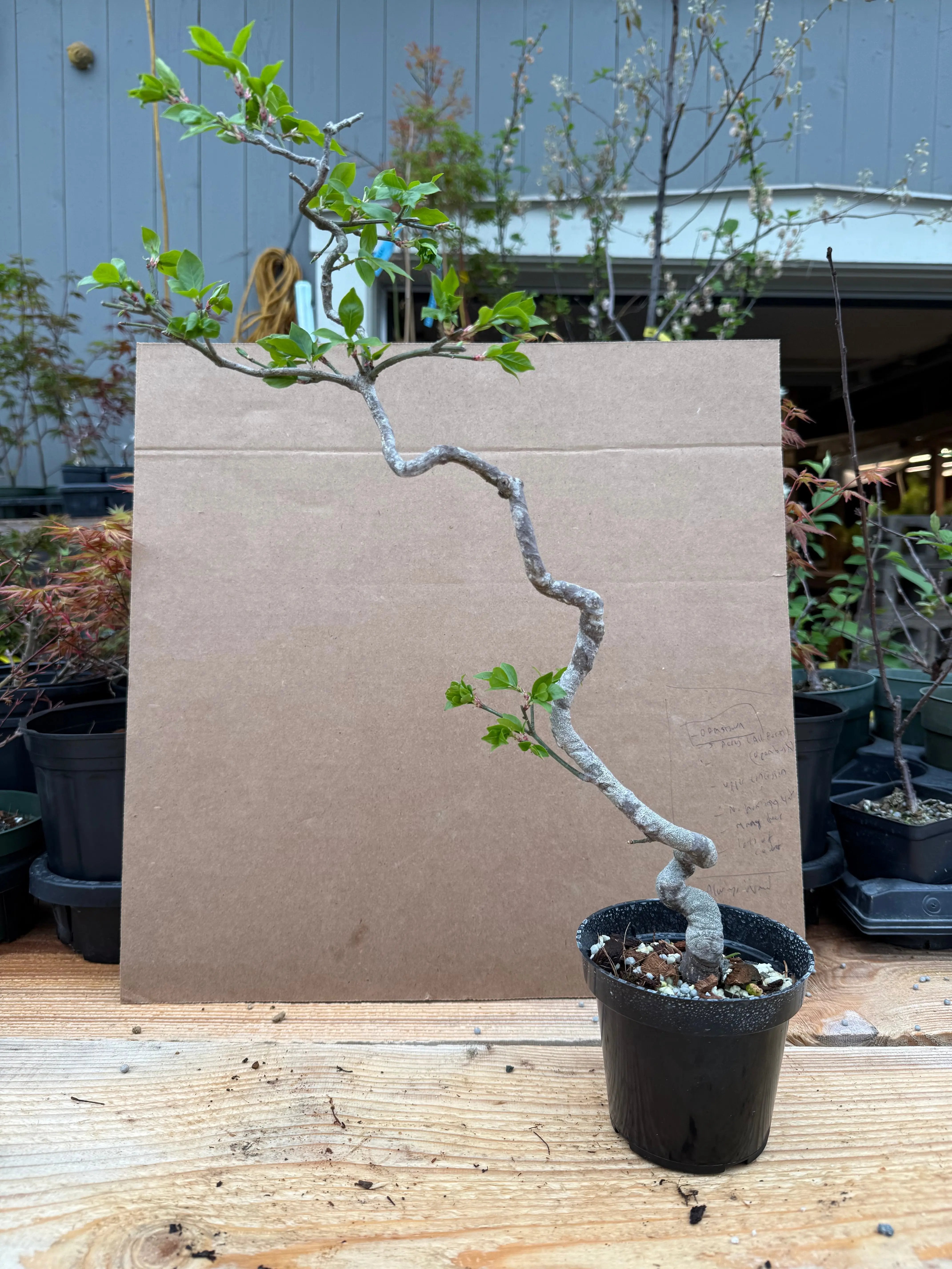 Euonymus Canada Bonsai