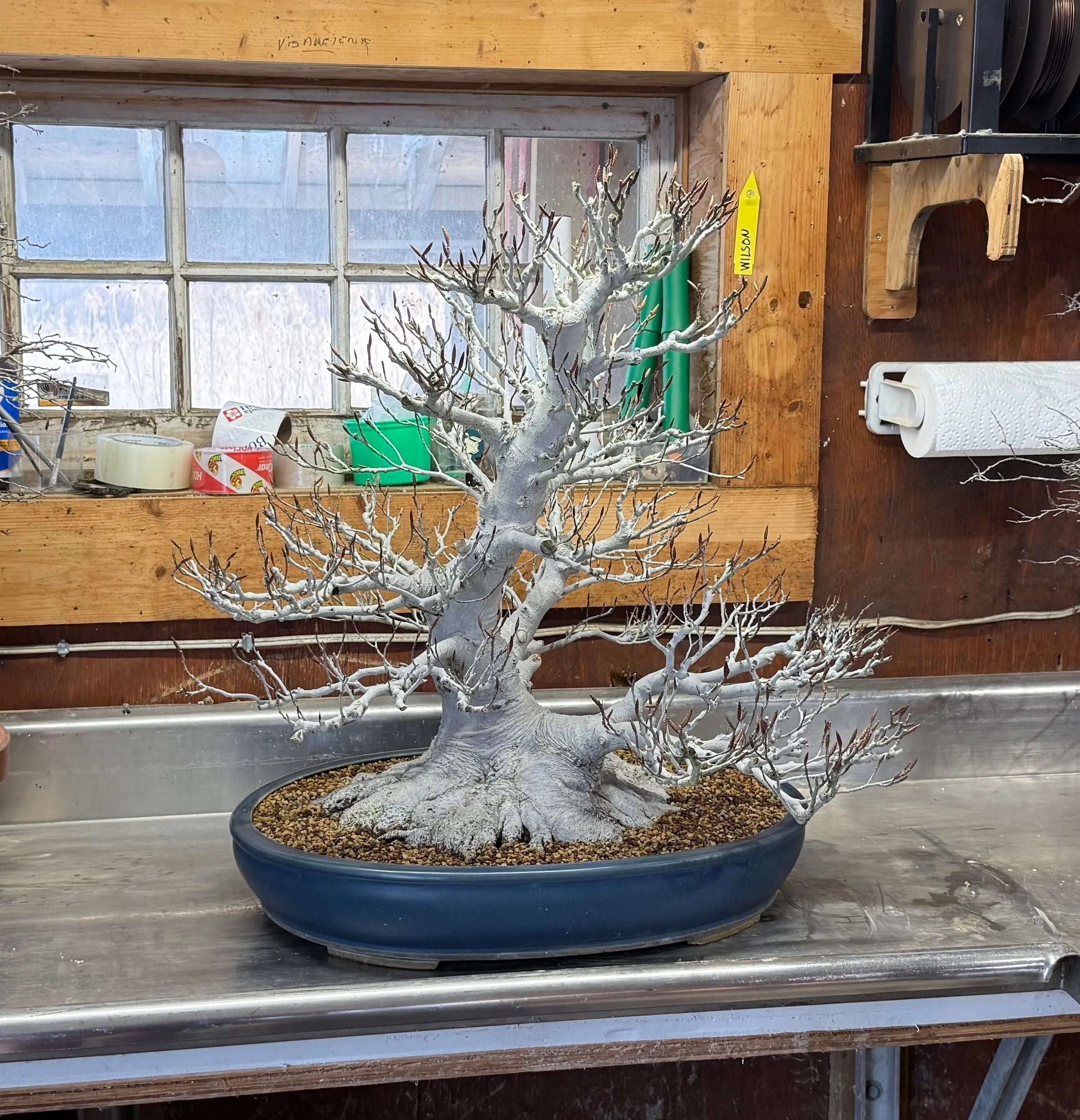 Fagus crenata Canada Bonsai
