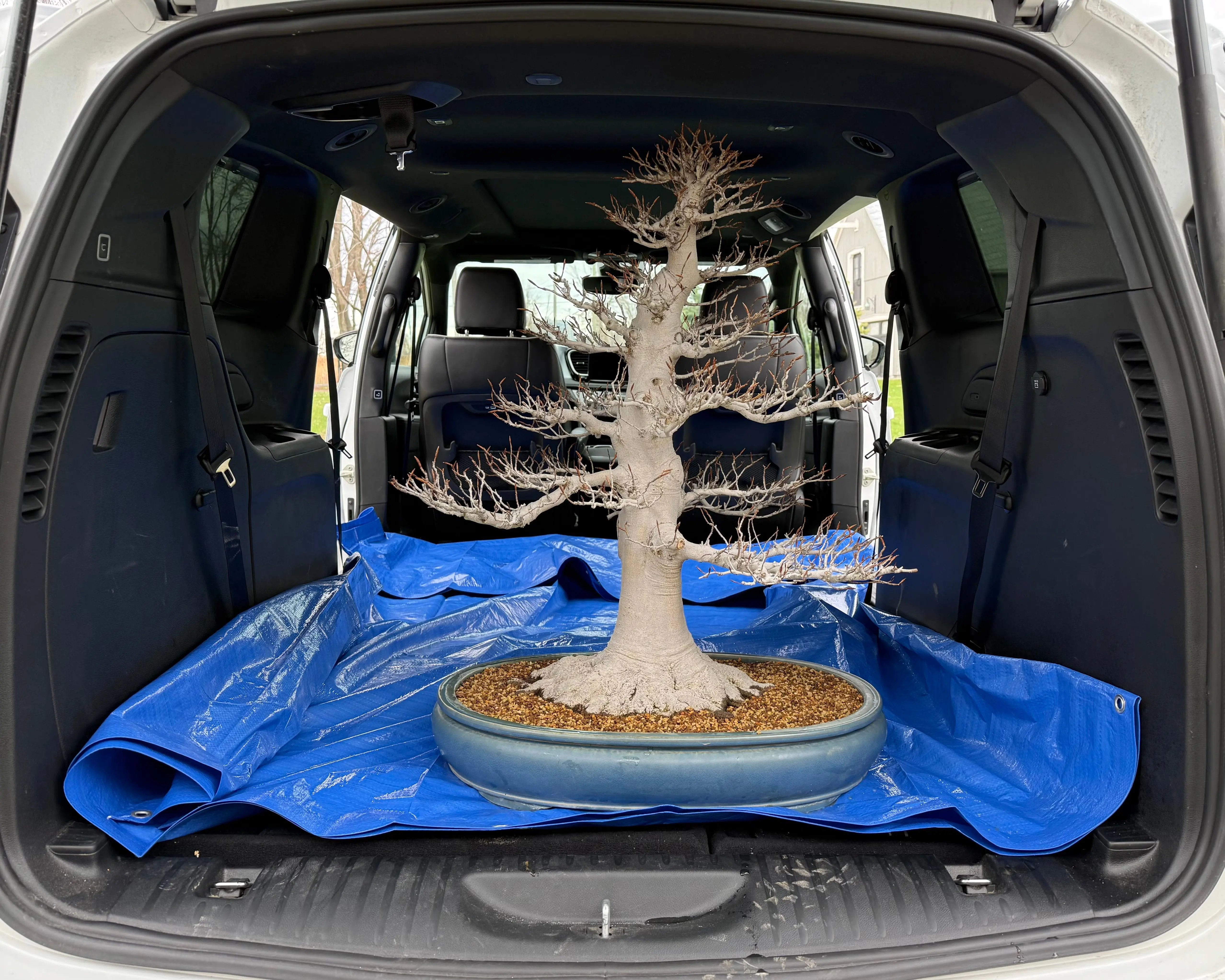 Fagus crenata Canada Bonsai