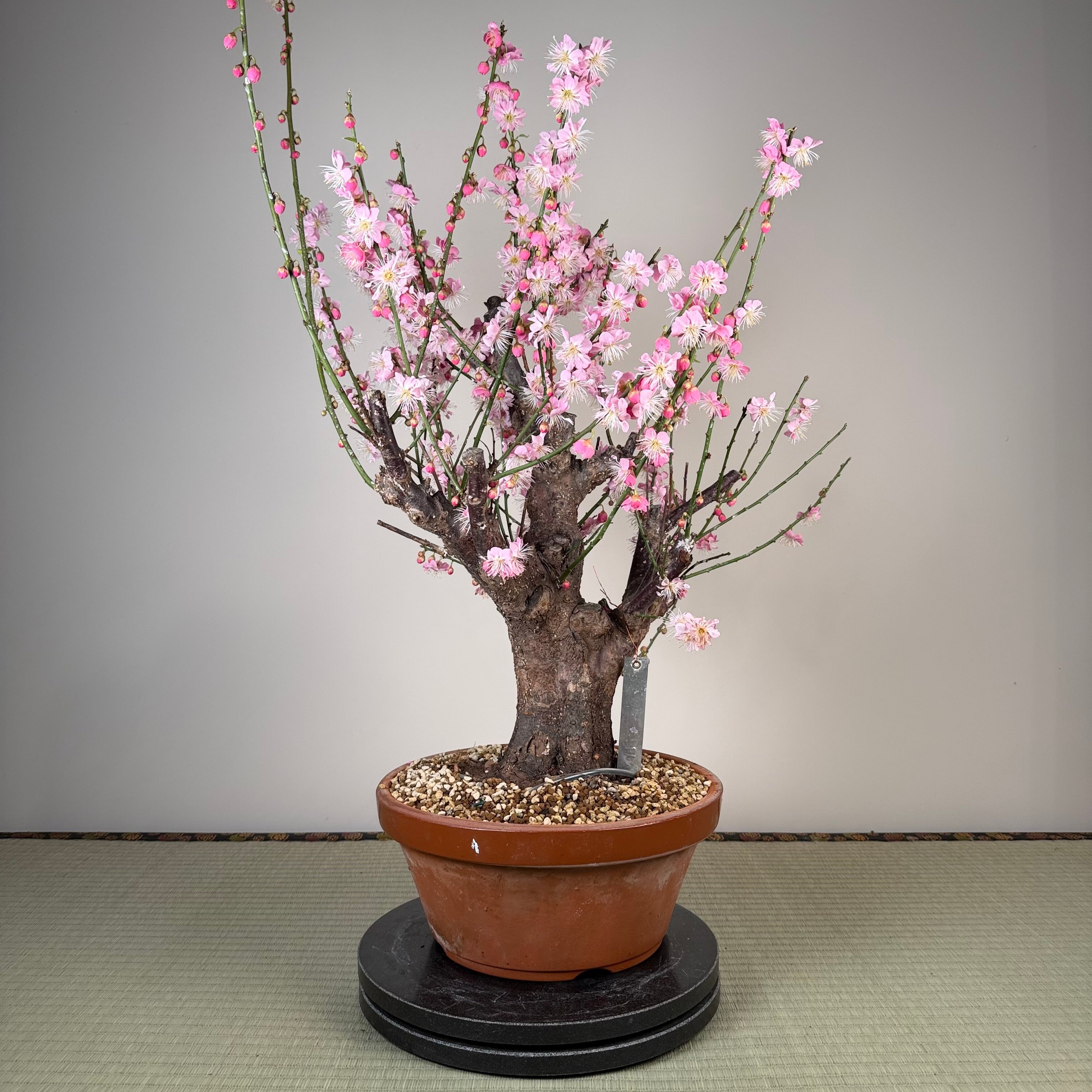 Glycine floribunda