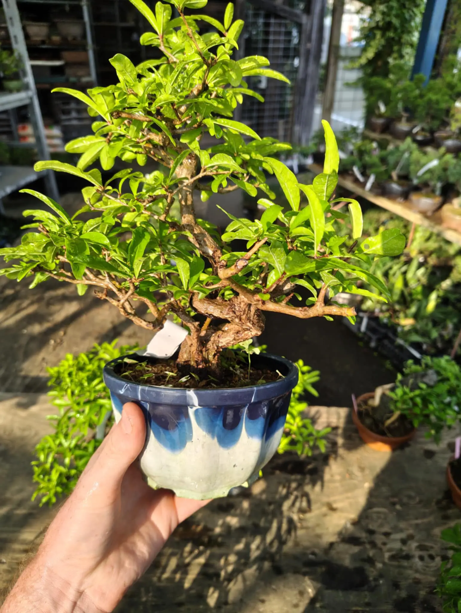 Punica granatum Canada Bonsai