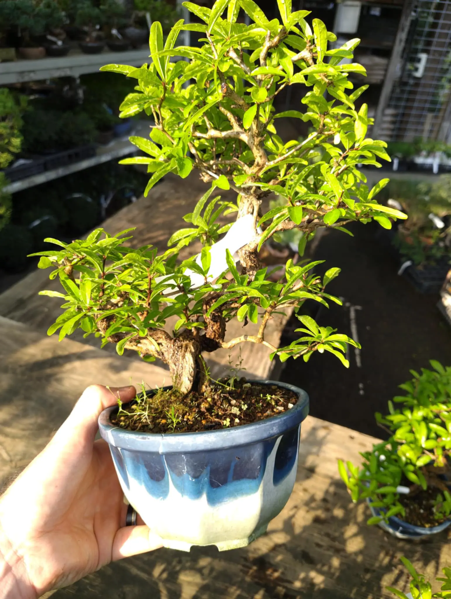 Punica granatum Canada Bonsai