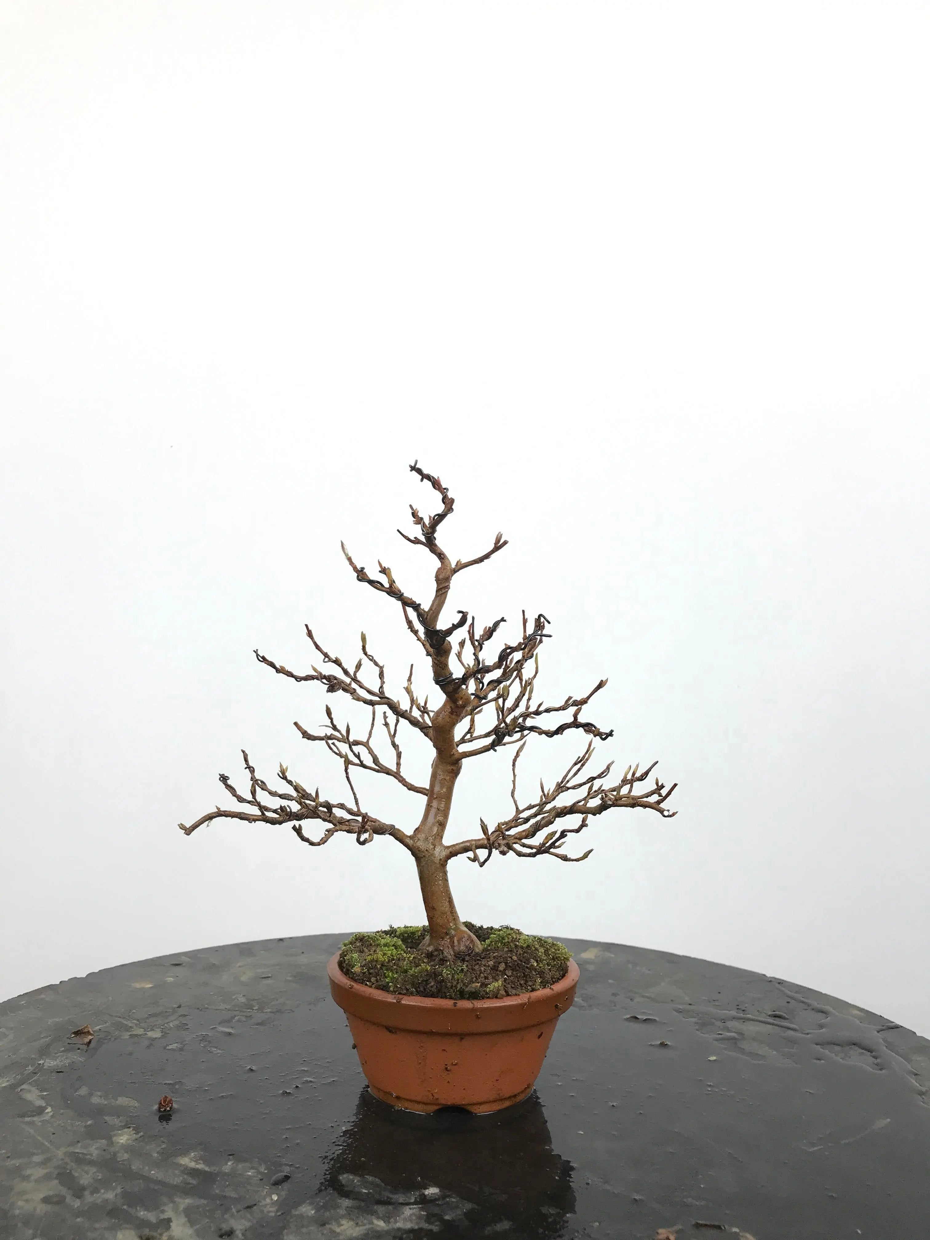 Stewartia #7 Canada Bonsai