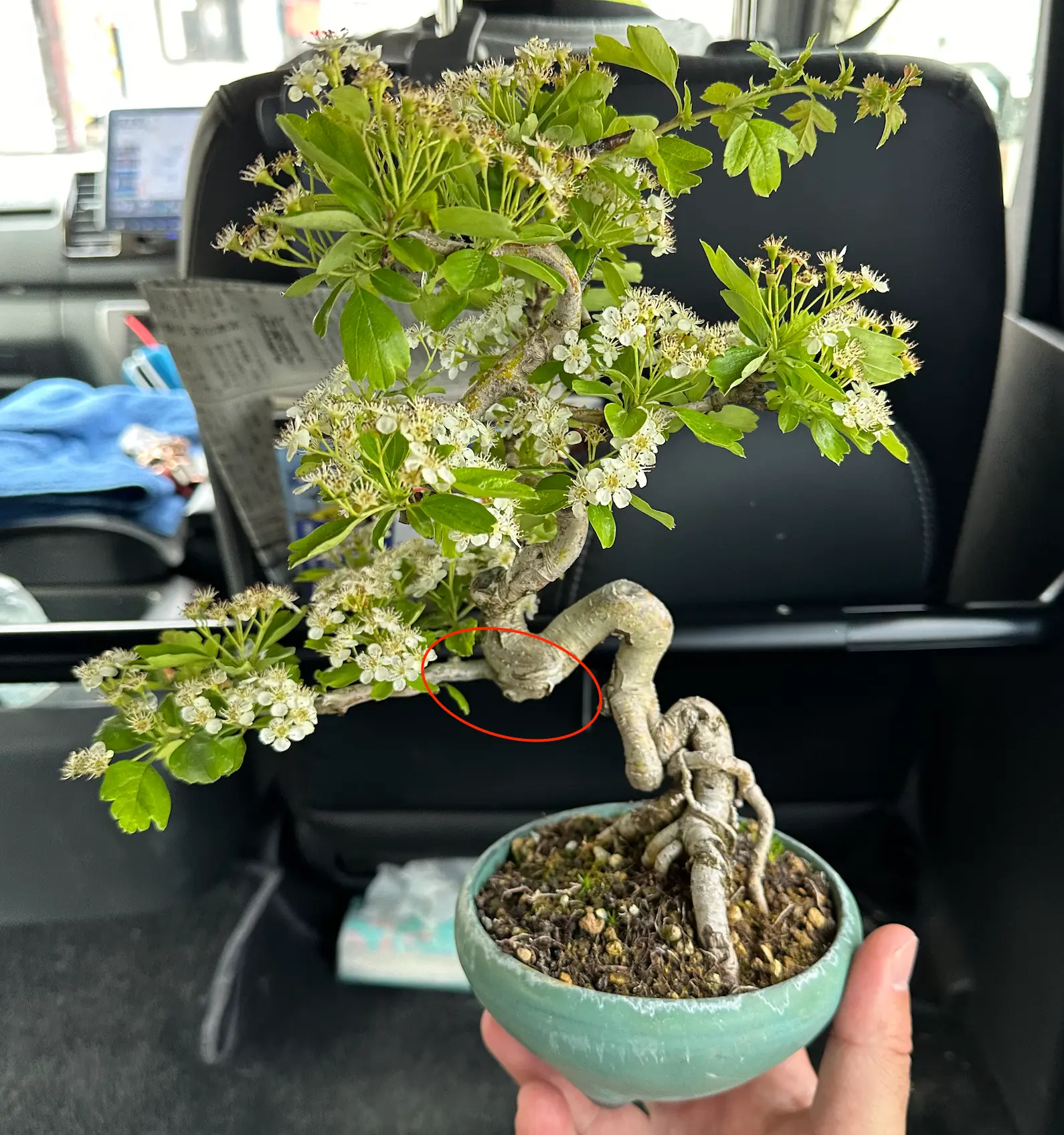 Crataegus cuneata 'Matsudaira' Canada Bonsai