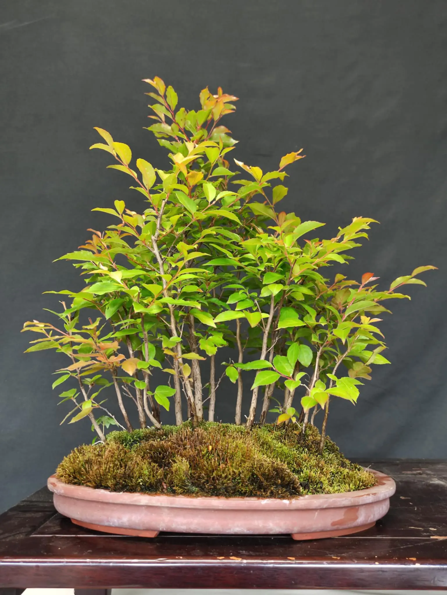 Stewartia monadelpha Canada Bonsai