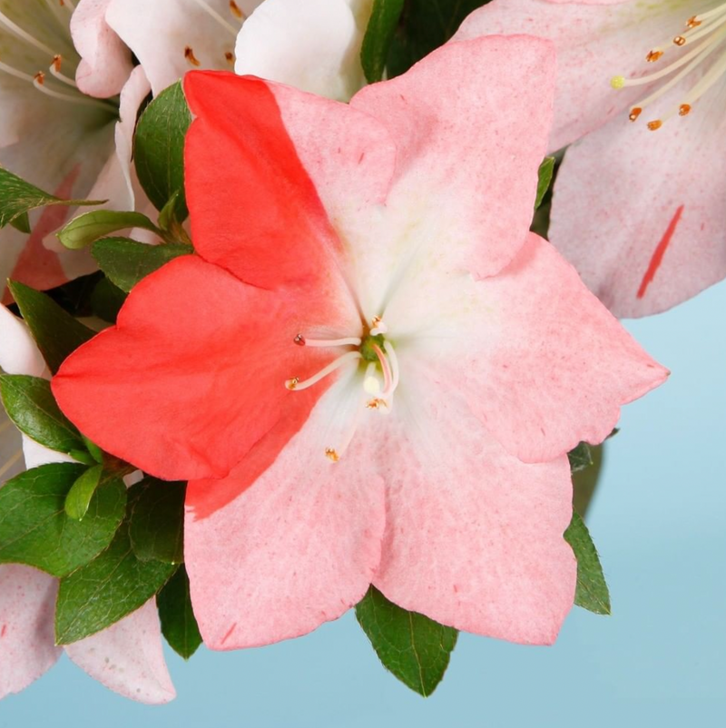 Yumemonogatari