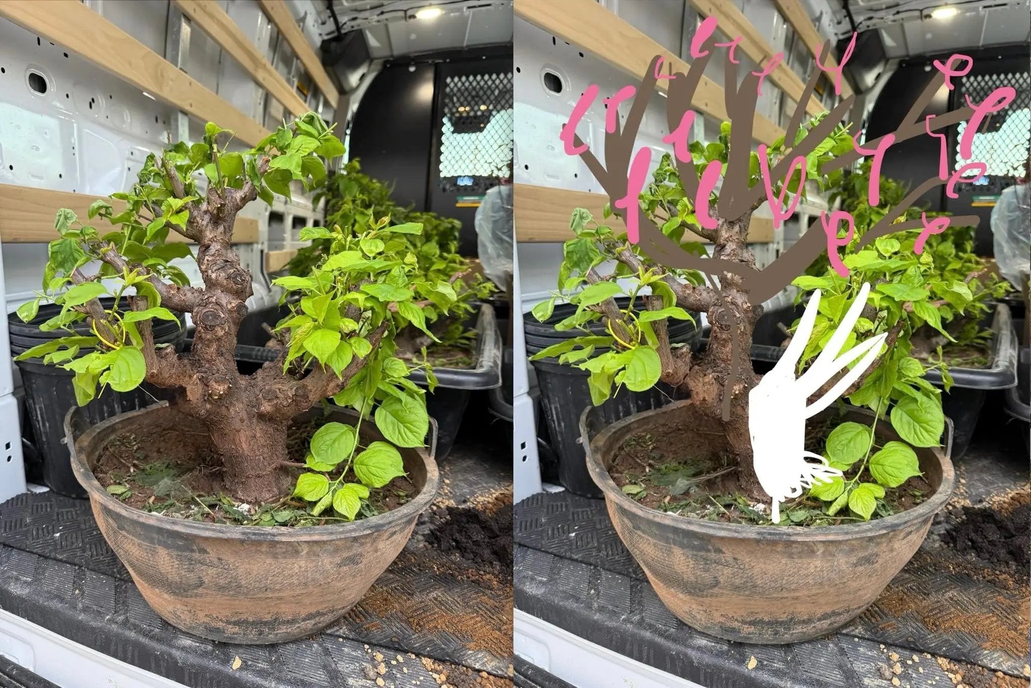 Prunus mume 'Gǔ lǐ hóng' Canada Bonsai