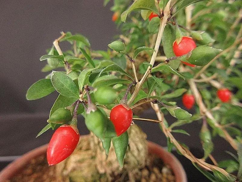 Lycium #1 Canada Bonsai