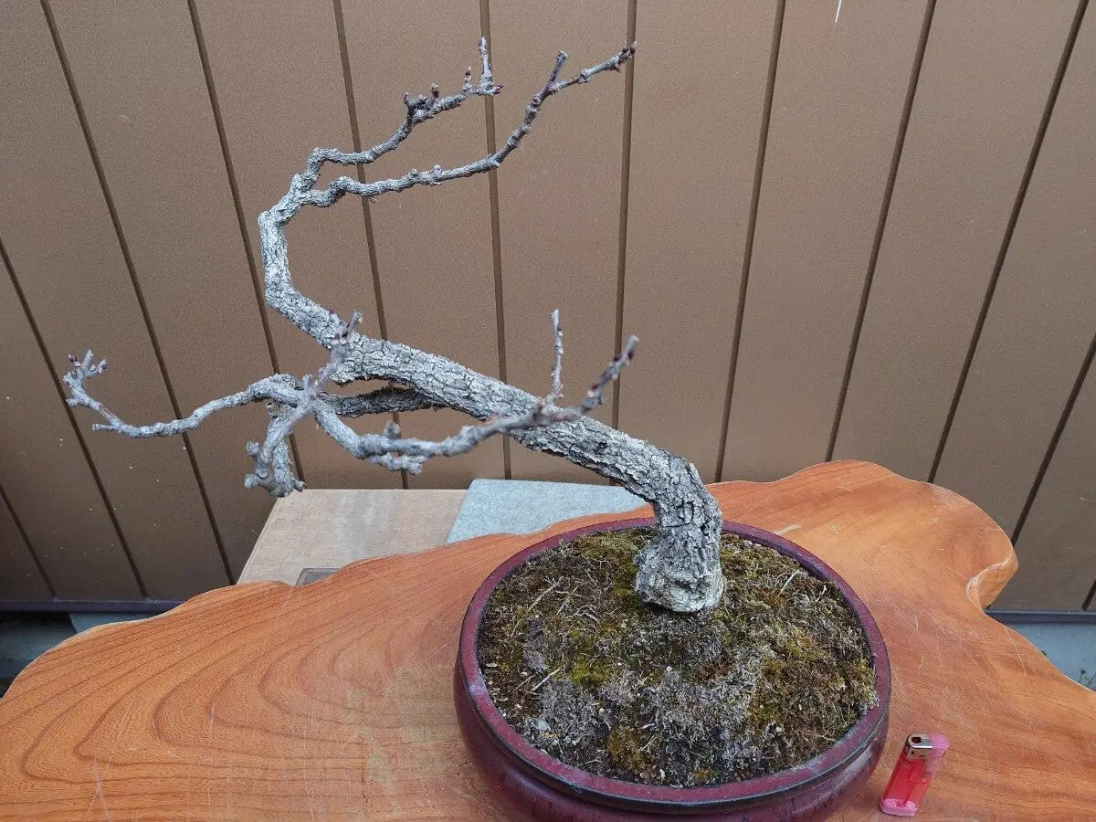 Wisteria floribunda Canada Bonsai