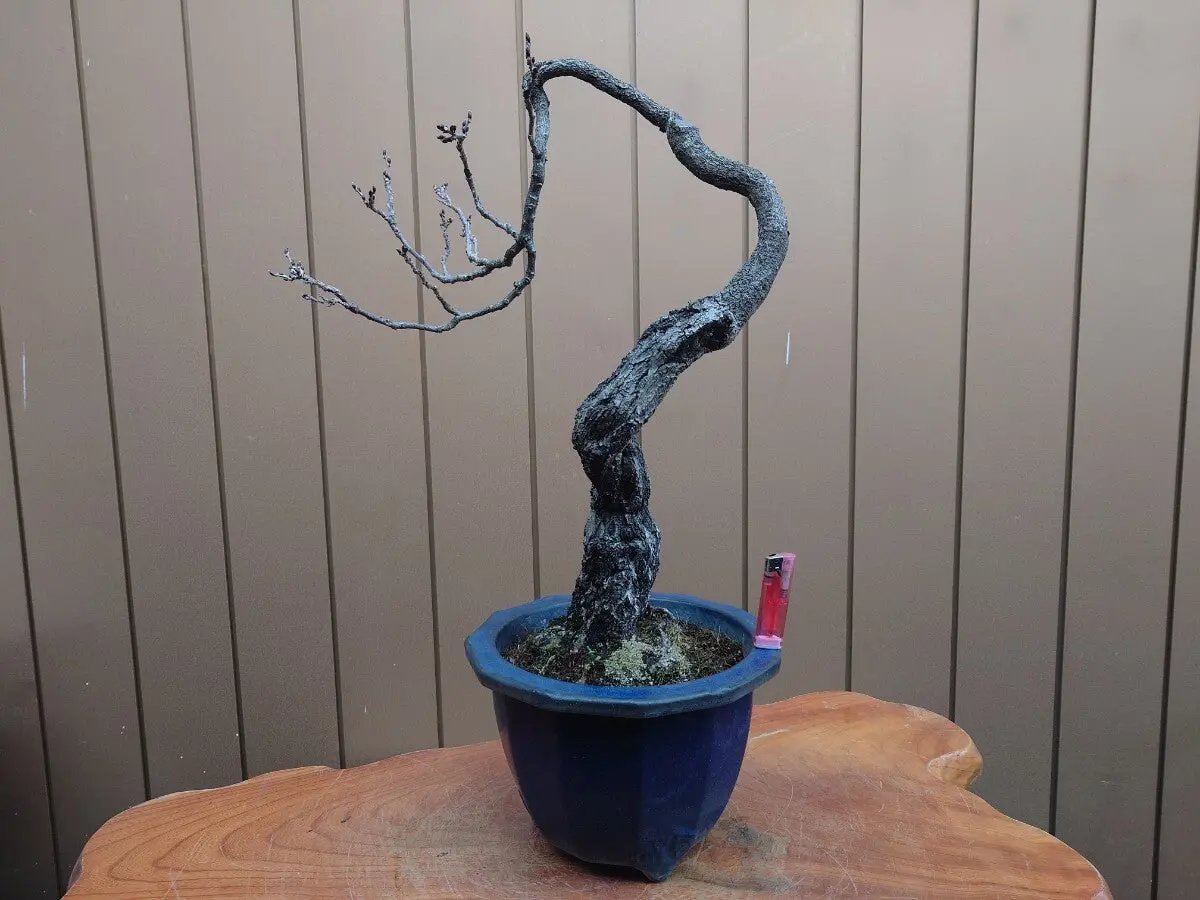 Wisteria floribunda Canada Bonsai