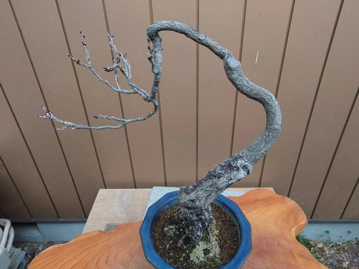 Wisteria floribunda Canada Bonsai