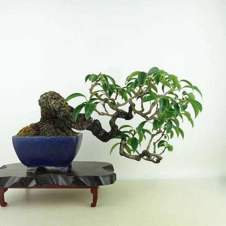 Kadsura japonica Canada Bonsai